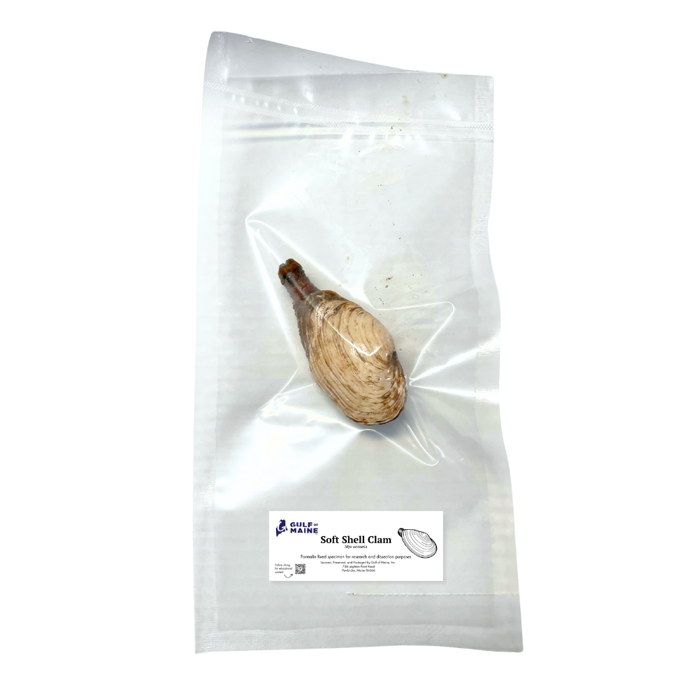 Preserved Soft-Shell Clam (Mya arenaria) – Marine Invertebrate Specimen