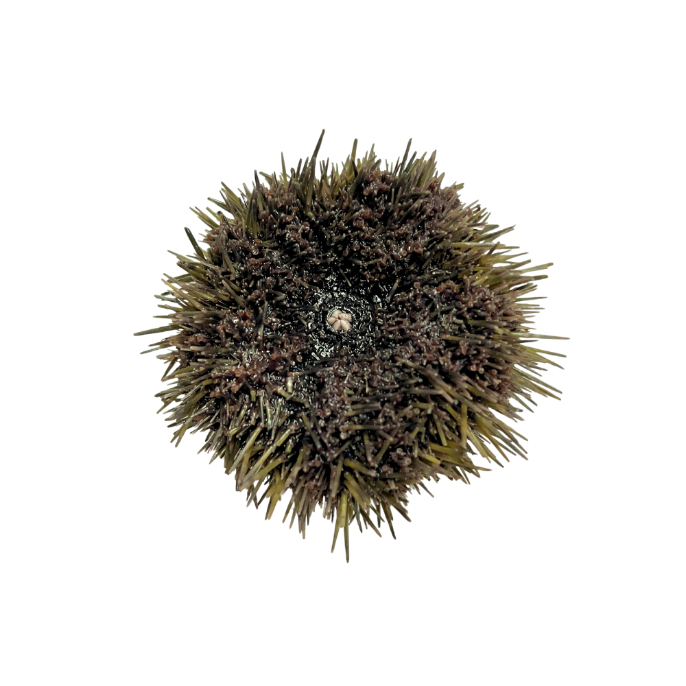Preserved Sea Urchin (Strongylocentrotus spp.) – Marine Invertebrate Specimen