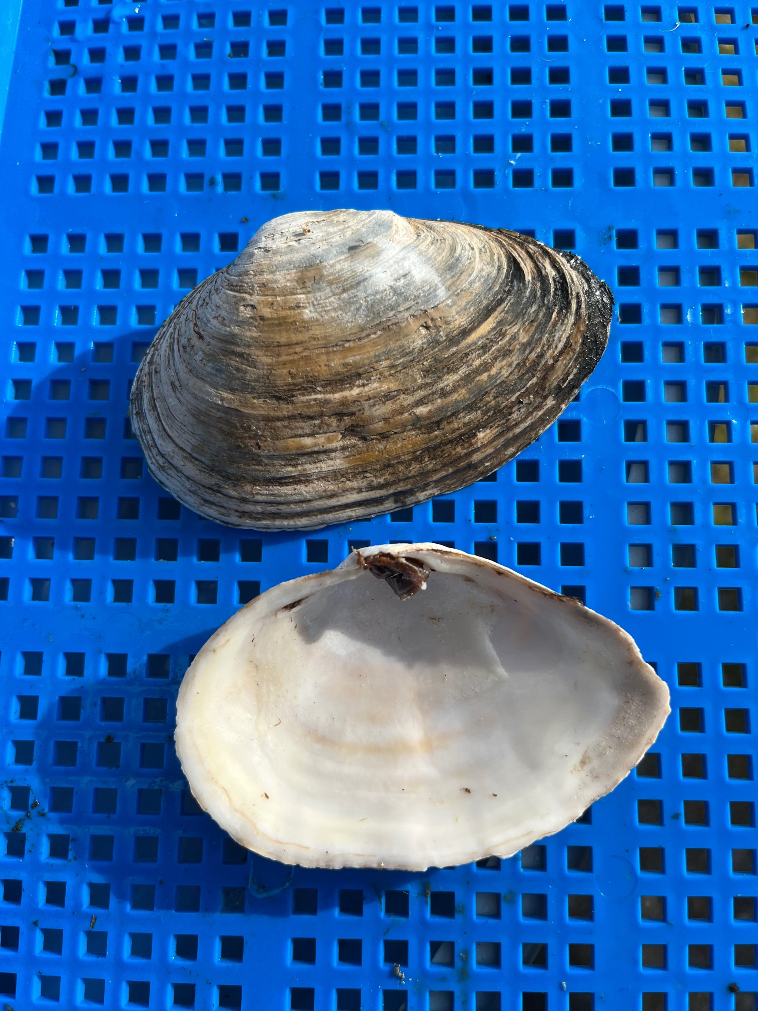 Clam Shell 2.jpg