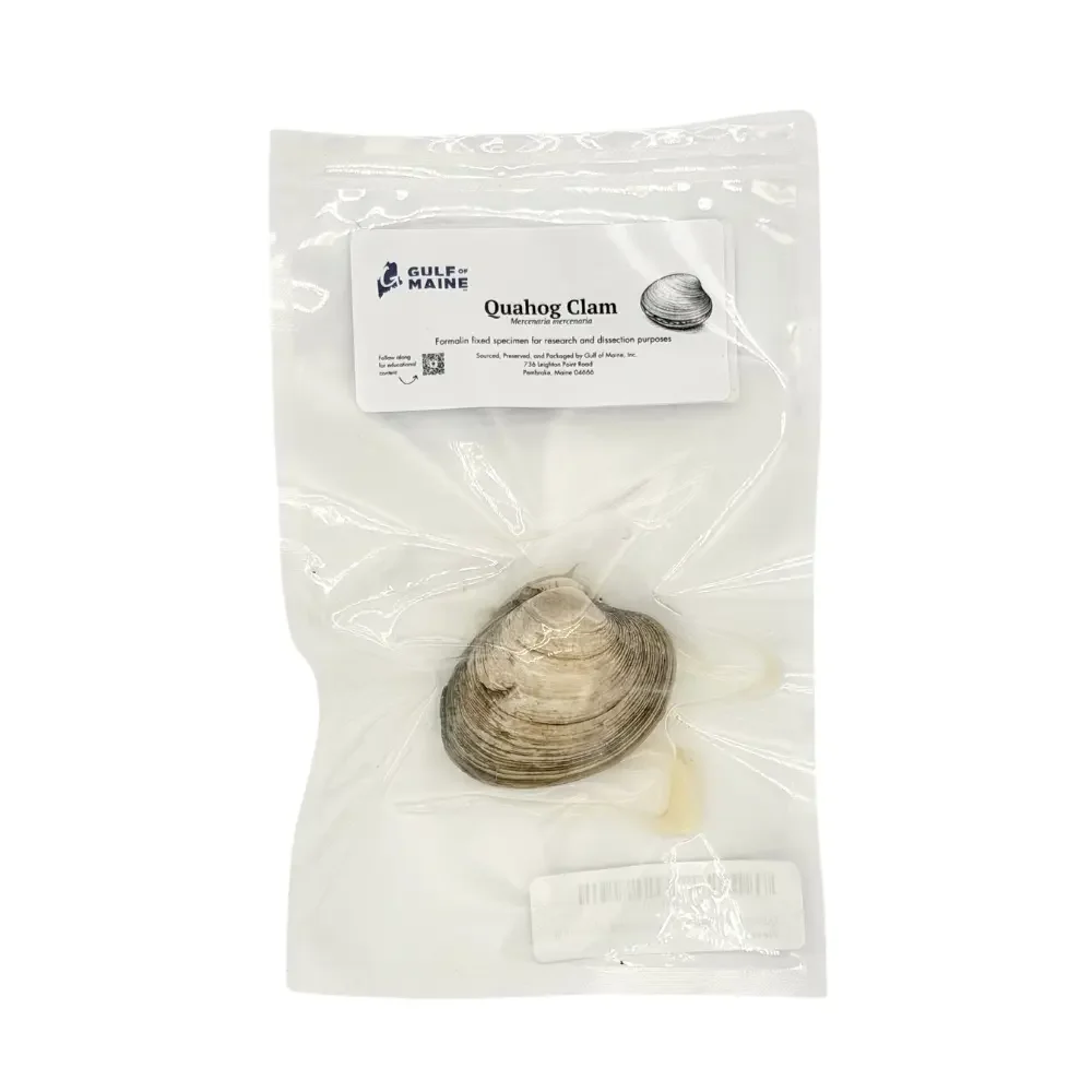 Preserved Quahog Clam (Mercenaria mercenaria) – Marine Specimen