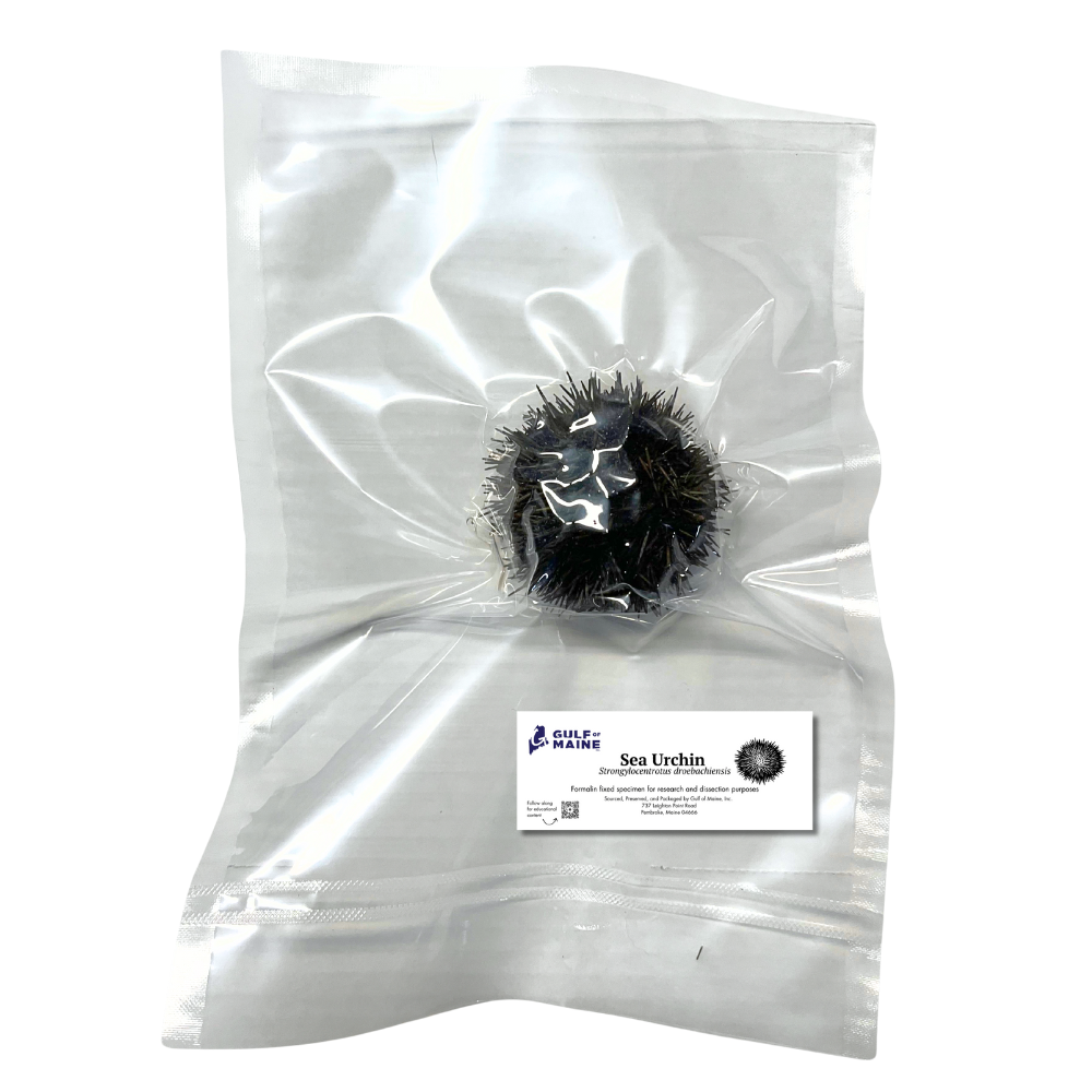 Preserved Sea Urchin (Strongylocentrotus spp.) – Marine Invertebrate Specimen