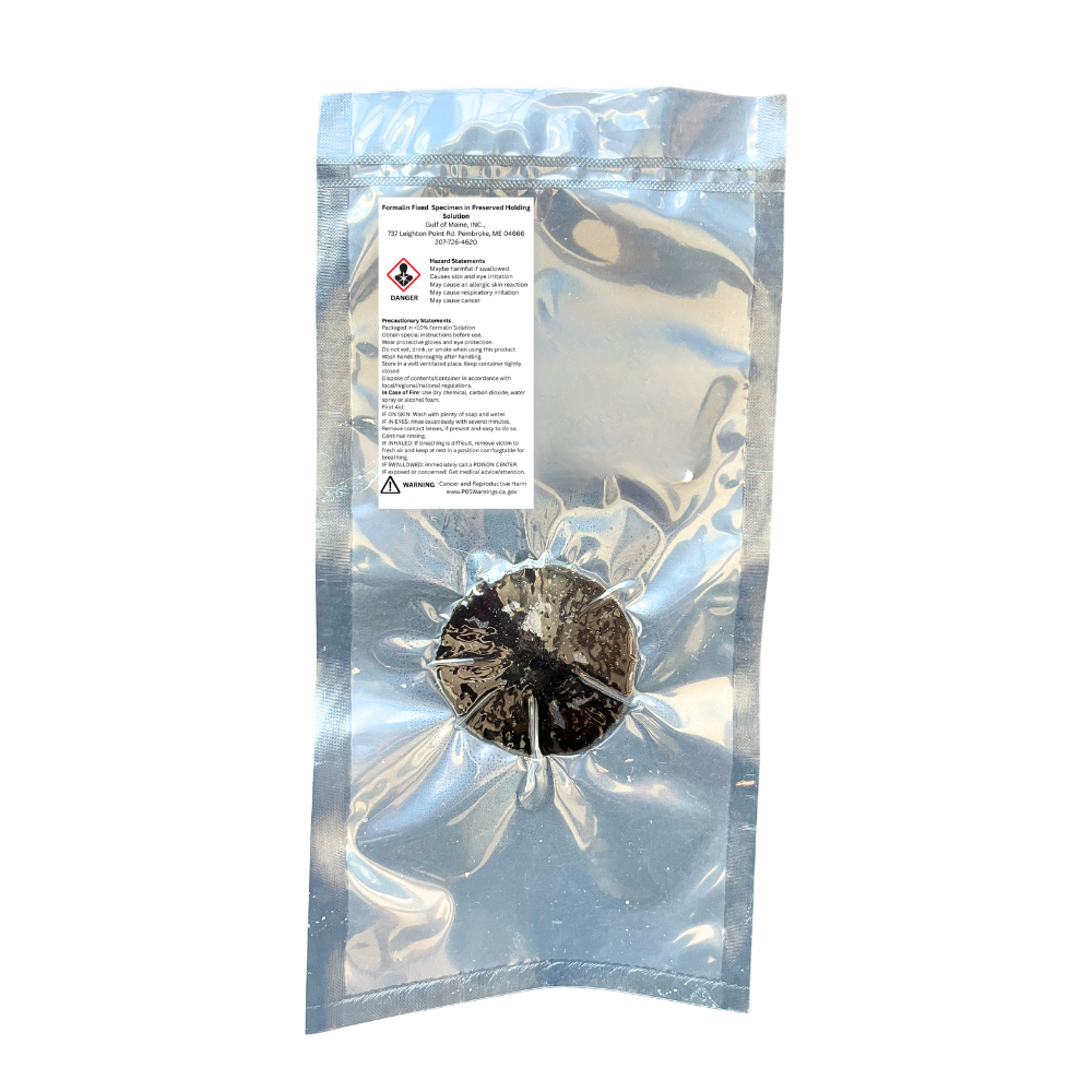 Preserved Sand Dollar (Echinarachnius parma) – Marine Invertebrate Specimen vac sealed bag