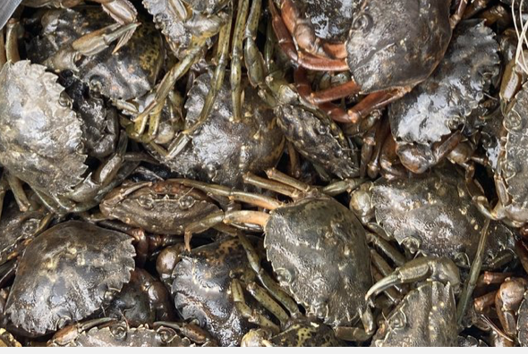 Frozen Green Crabs Bait Pack