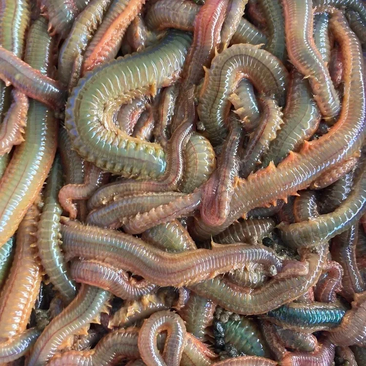 Sandworm (Nereis) — Live Science Specimen