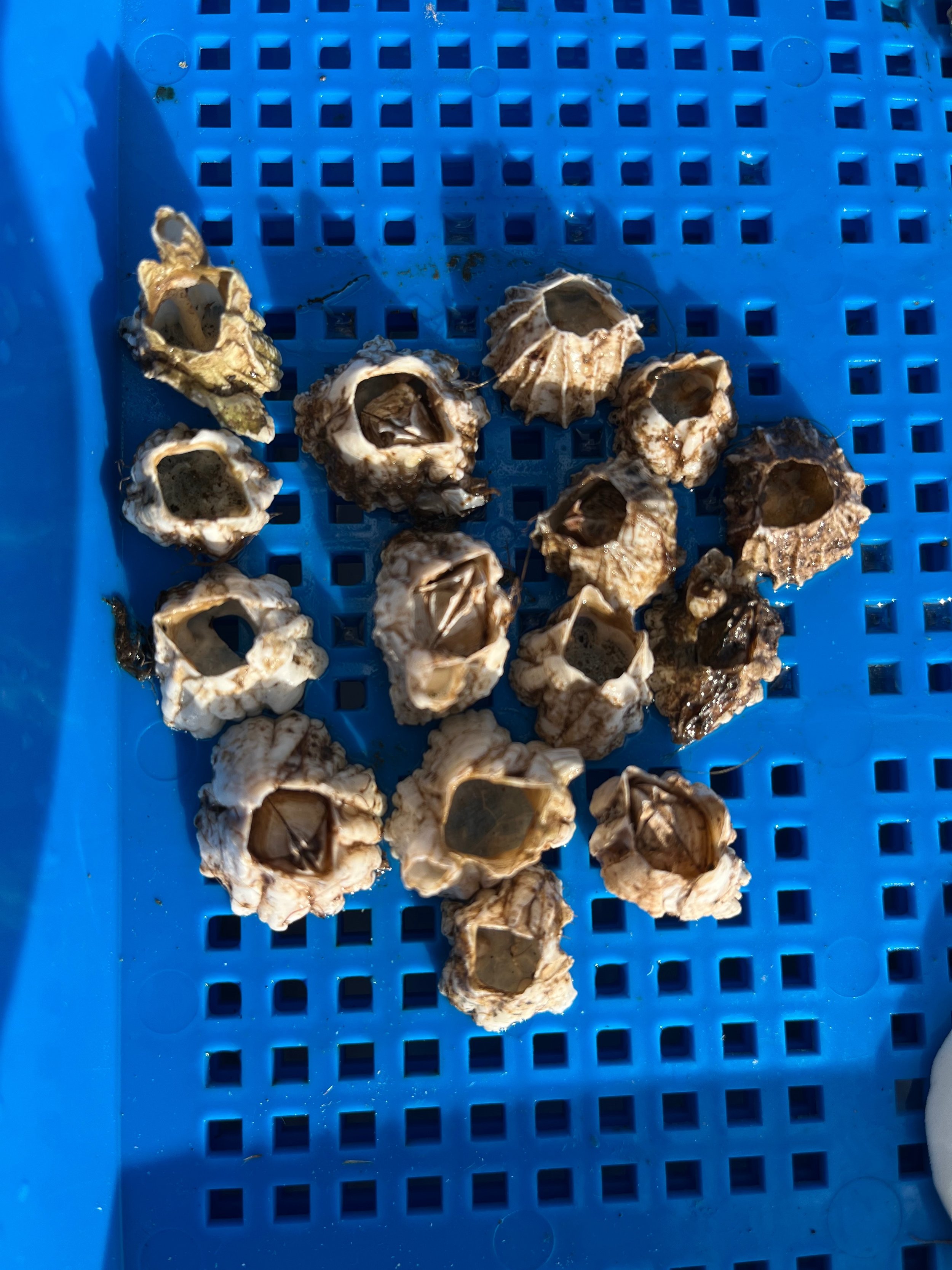 Barnacle Shell.jpg