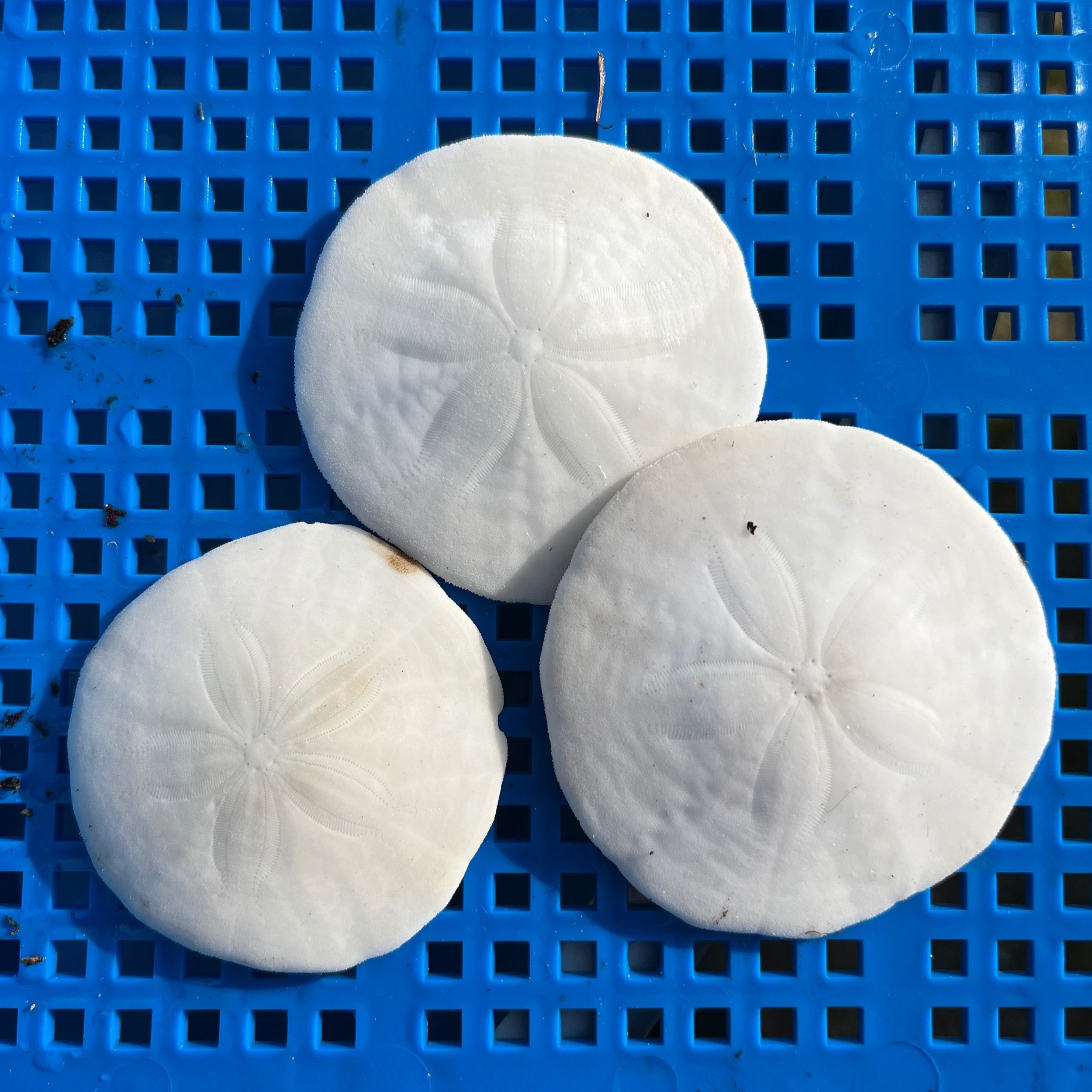 Sand+Dollar.jpg