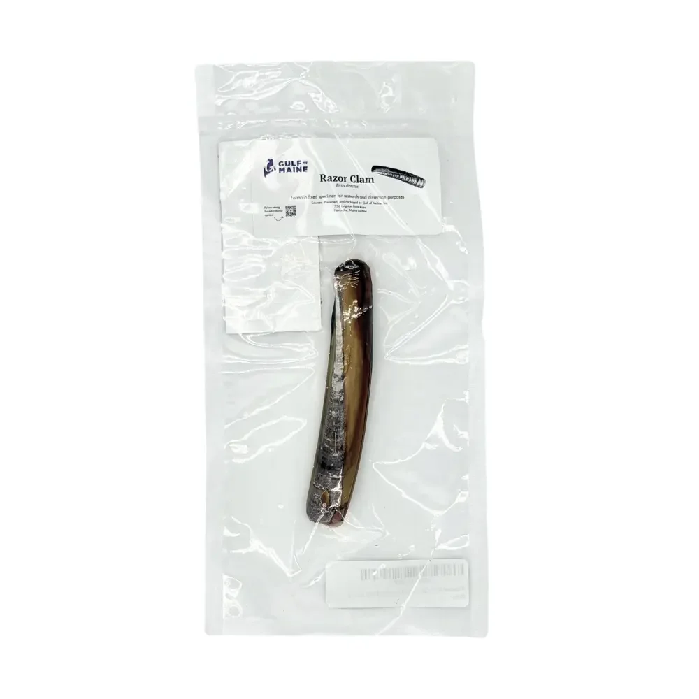 Preserved Razor Clam (Ensis directus) – Marine Invertebrate Specimen