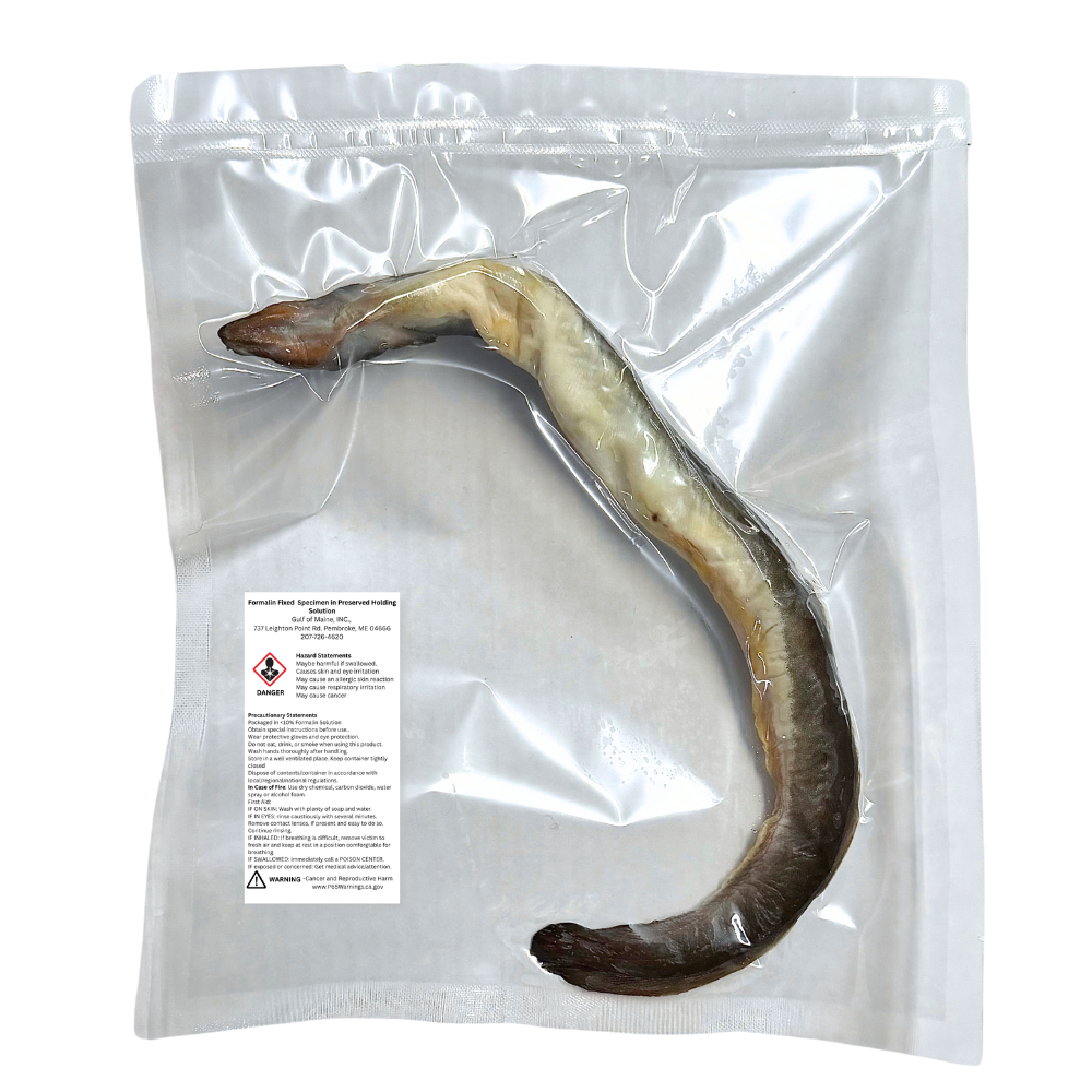 Preserved American Eel (Anguilla rostrata) – Marine Vertebrate Specimen
