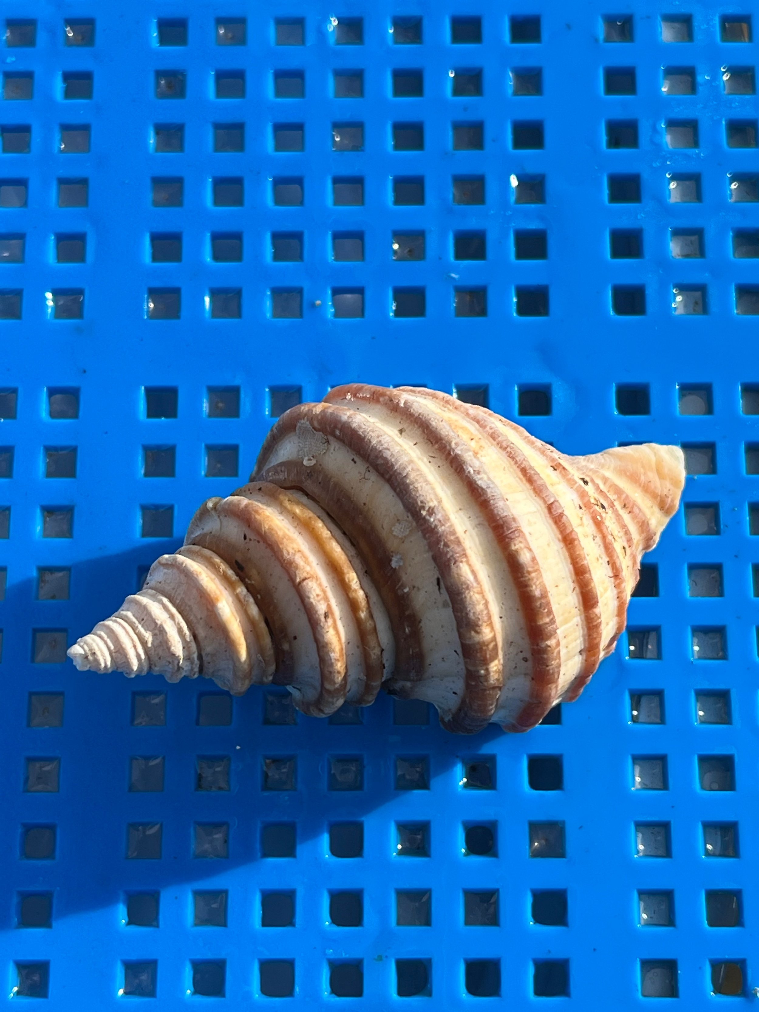 Waved Whelk 2.jpg