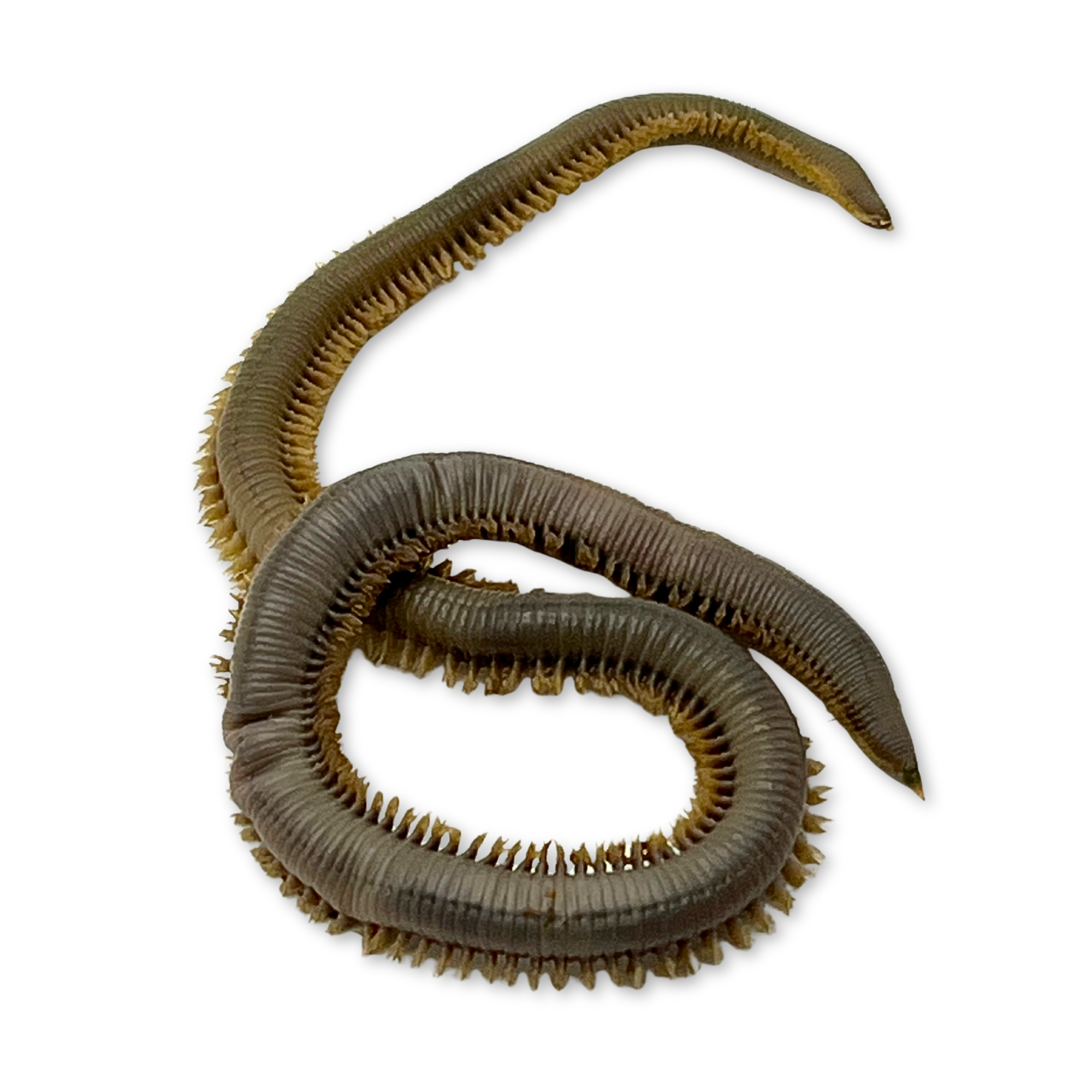 Preserved Bloodworm (Glycera spp.) – Marine Invertebrate Specimen