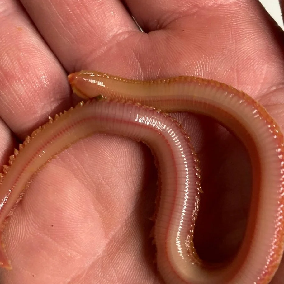 Gulf Of Maine, Inc. Fishing Baits Get Live or Frozen Bait Shipped