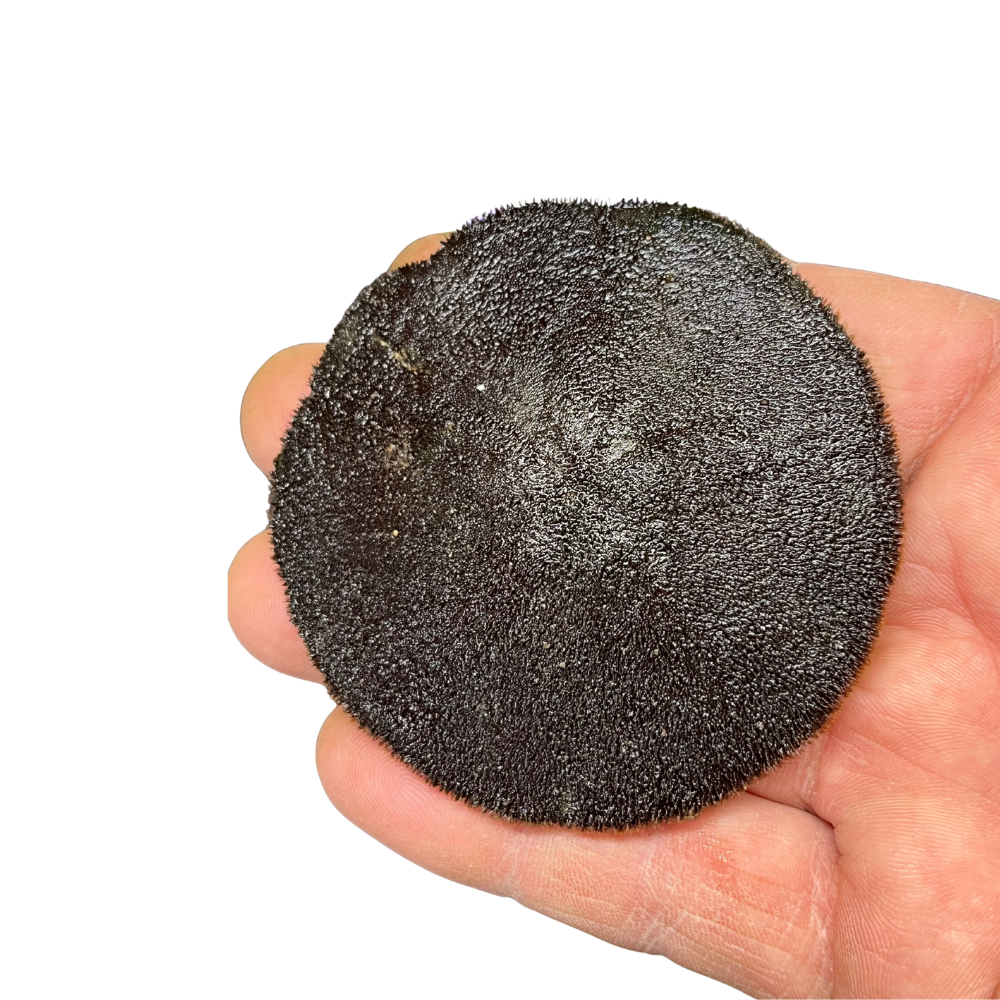 Preserved Sand Dollar (Echinarachnius parma) – Marine Invertebrate Specimen in hand