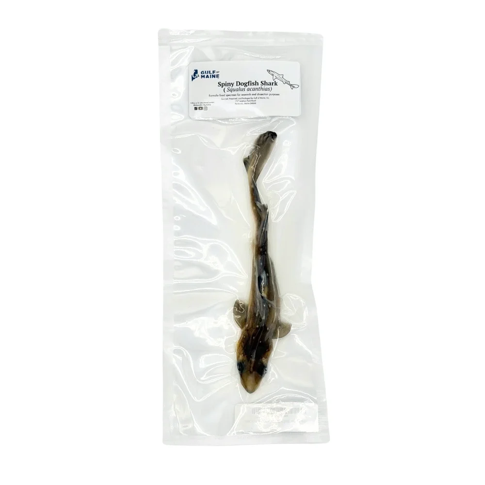 Preserved Spiny Dogfish (Squalus acanthias) – Marine Specimen