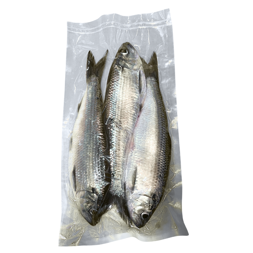 Frozen Alewive Bait – 3 Pack Fresh Atlantic Alewives for Saltwater Fishing