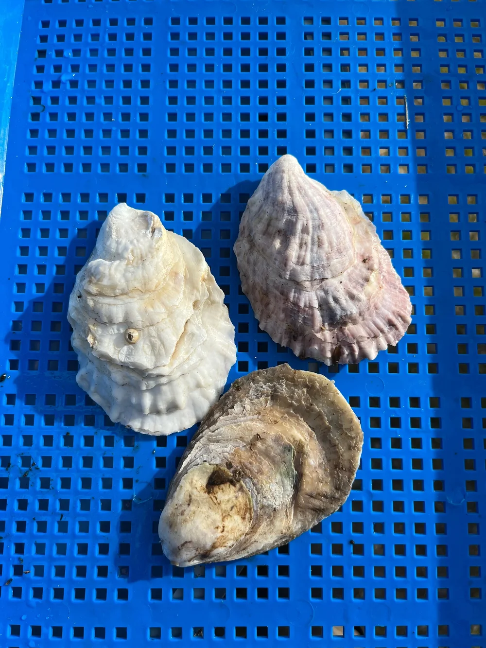 American Oyster Shells | Matched Pairs for Crafts \u0026 Coastal Décor | Gulf Of  Maine, Inc., image size:1000x1333