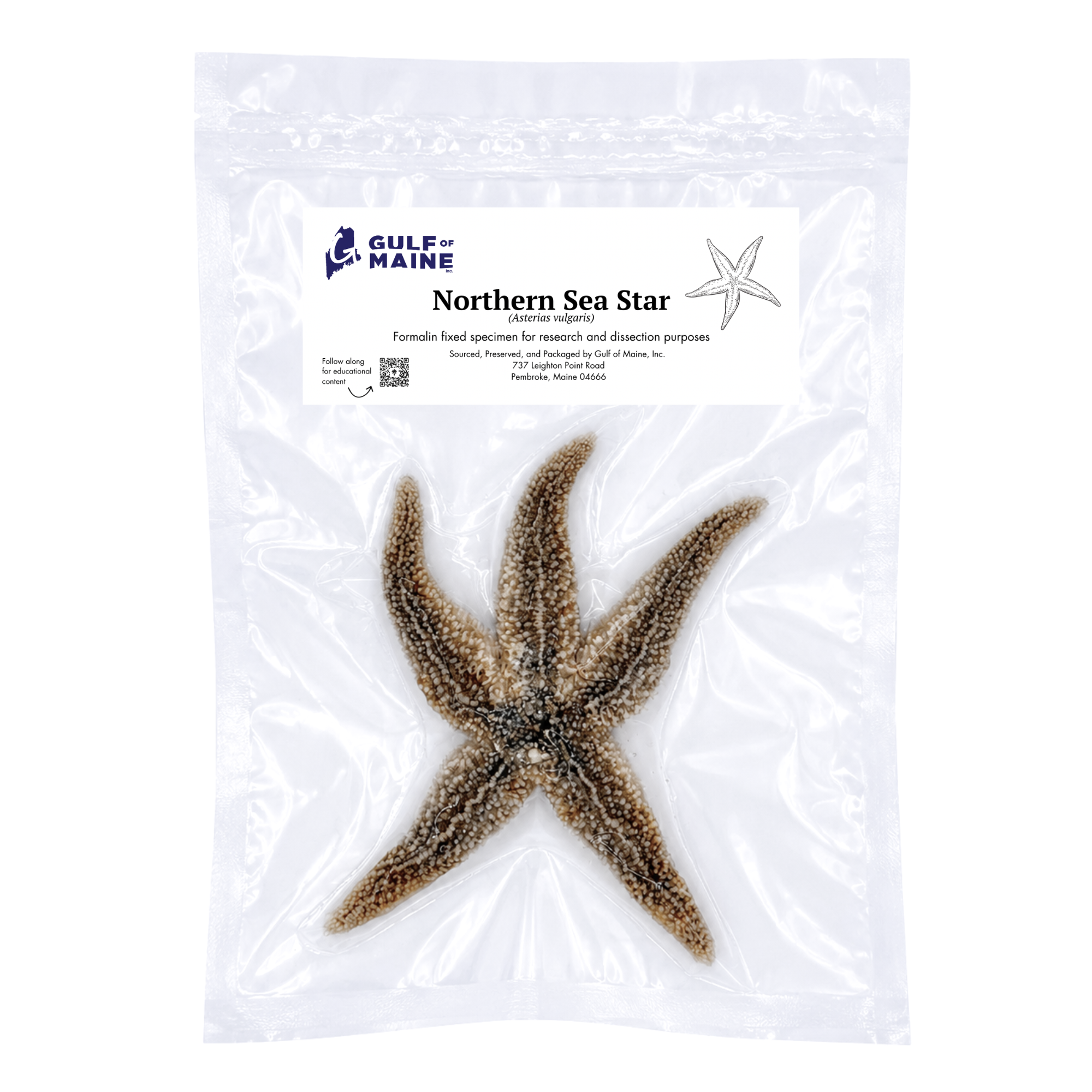 Preserved Northern Sea Star 5-8" (Asterias reubens) – Marine Invertebrate Specimen