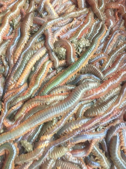 Six marine worm species