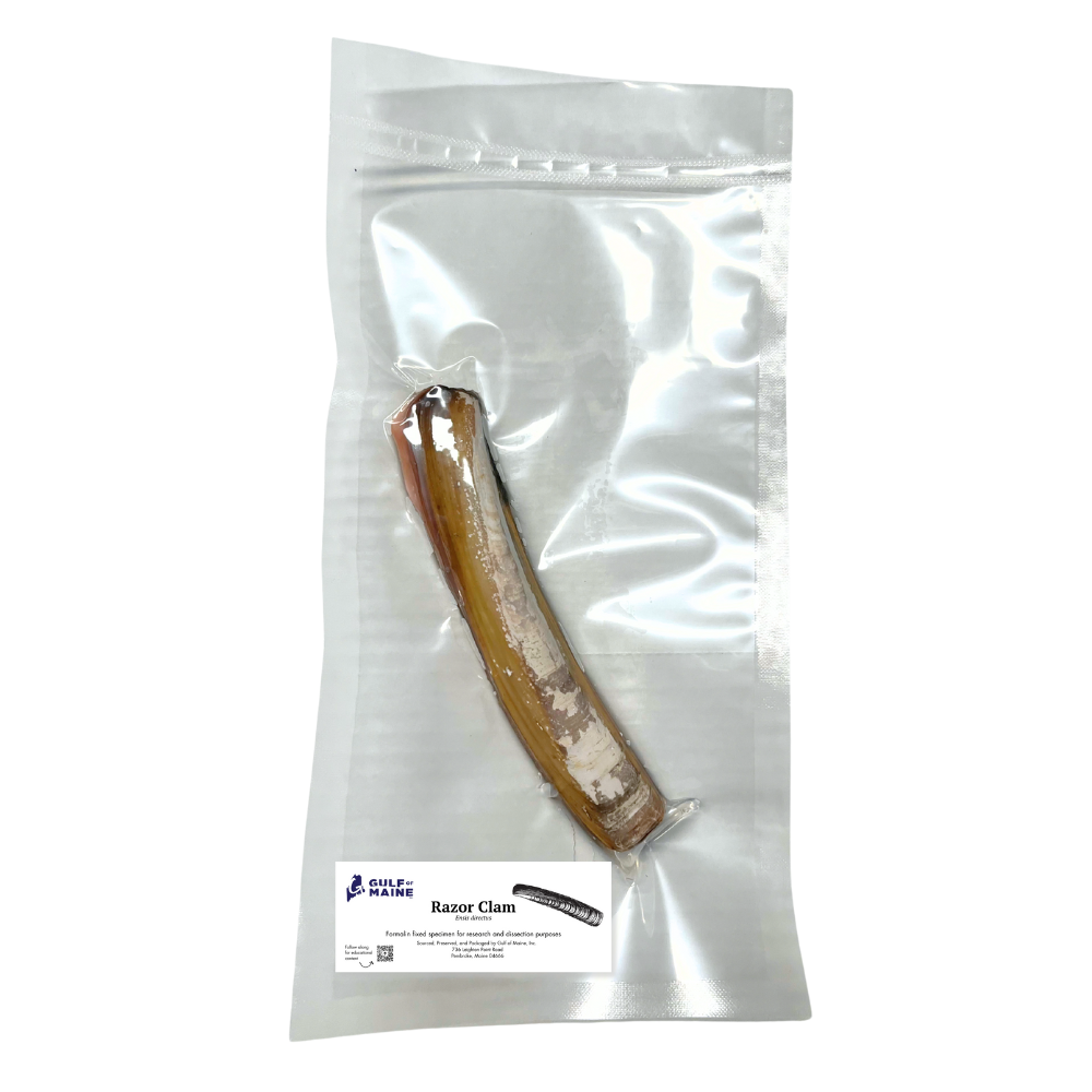 Preserved Razor Clam (Ensis directus) – Marine Invertebrate Specimen
