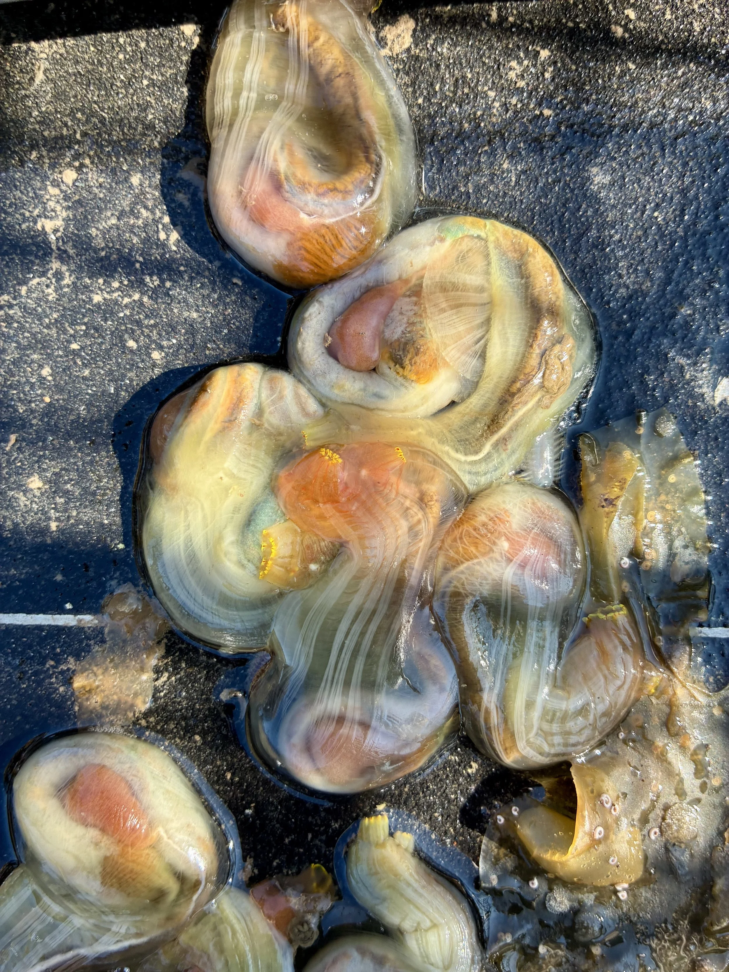 Cluster of translucent sea squirts showing internal structures and siphons.