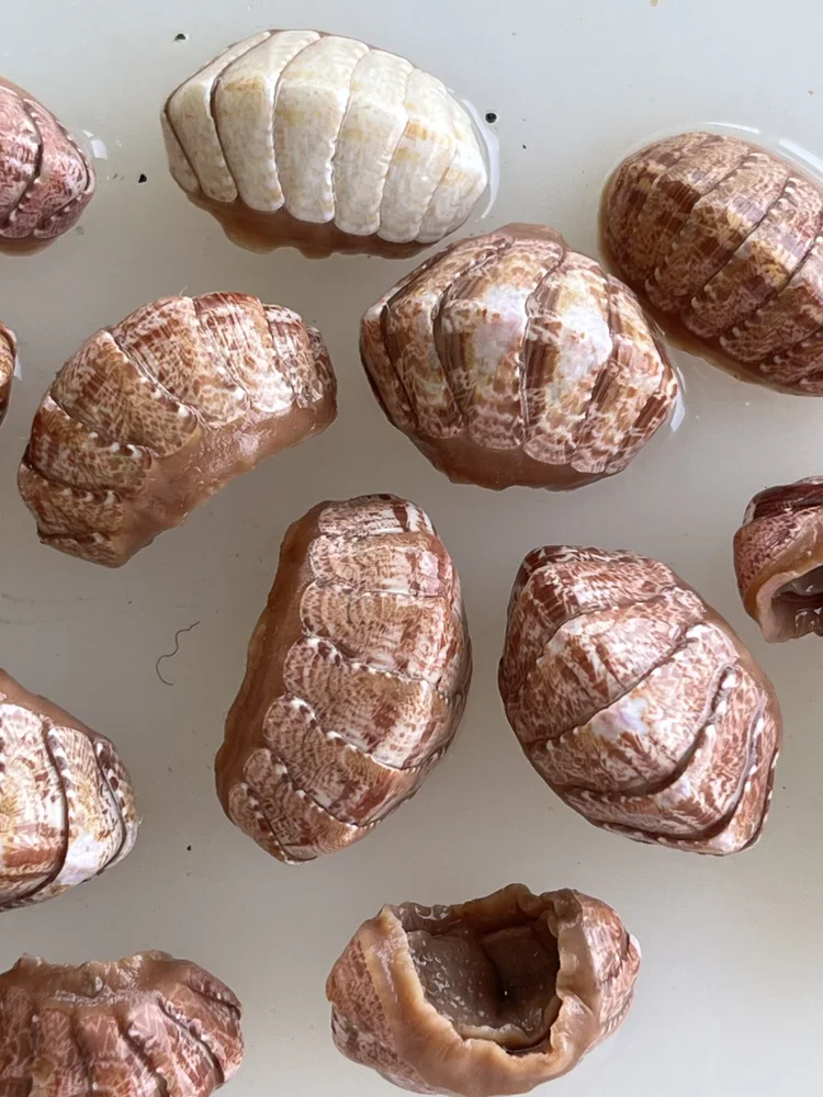 Chiton shell cradle marine specimen