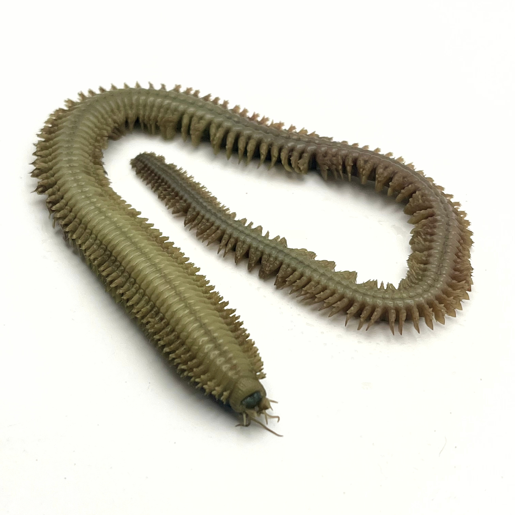 Preserved Sandworm (Nereis spp.) | Marine Annelid Specimen