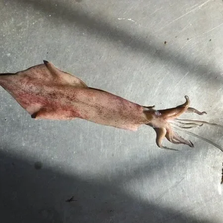 Preserved Squid (Loligo or Illex spp.) | Marine Invertebrate