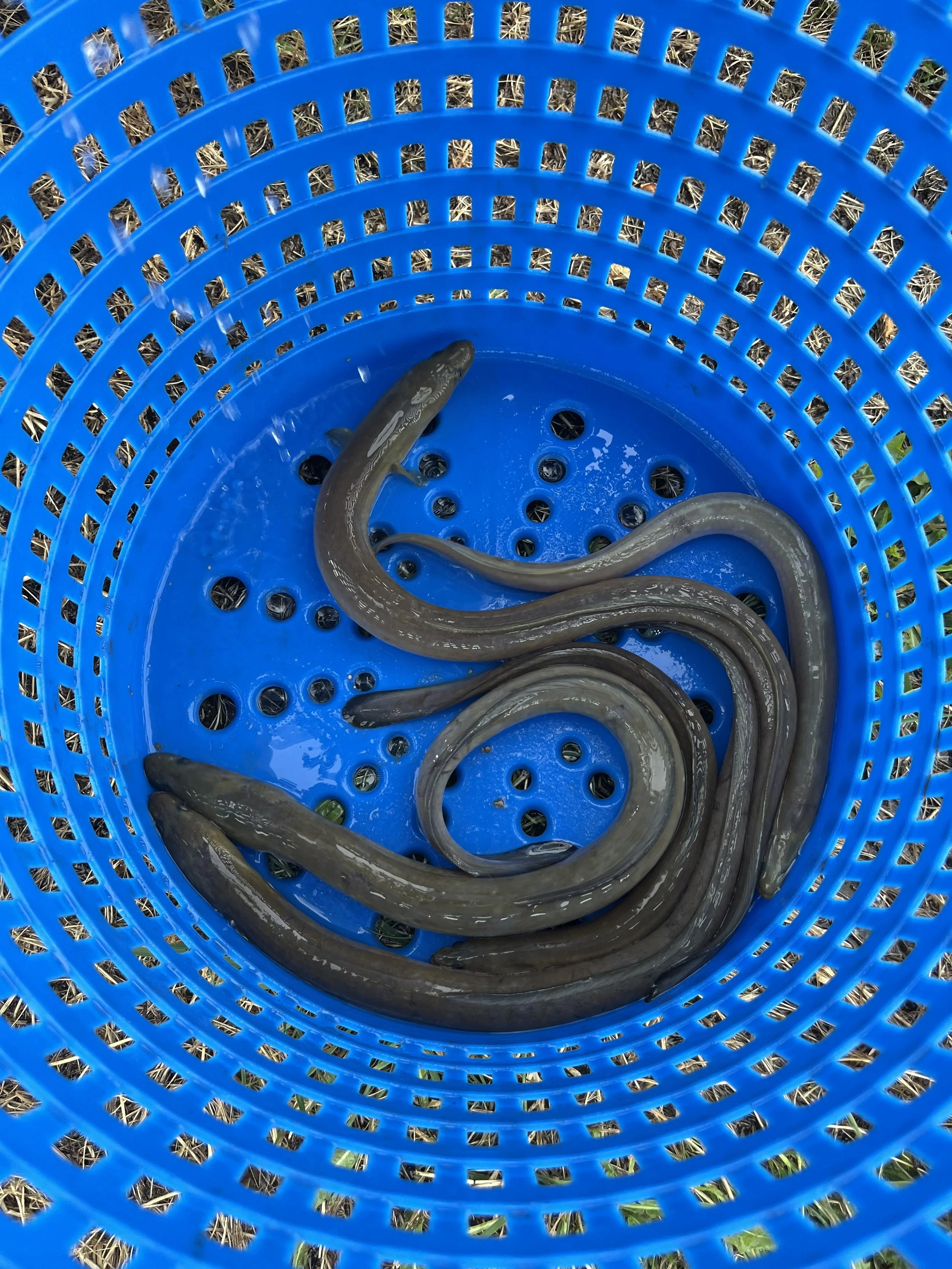 live american eels