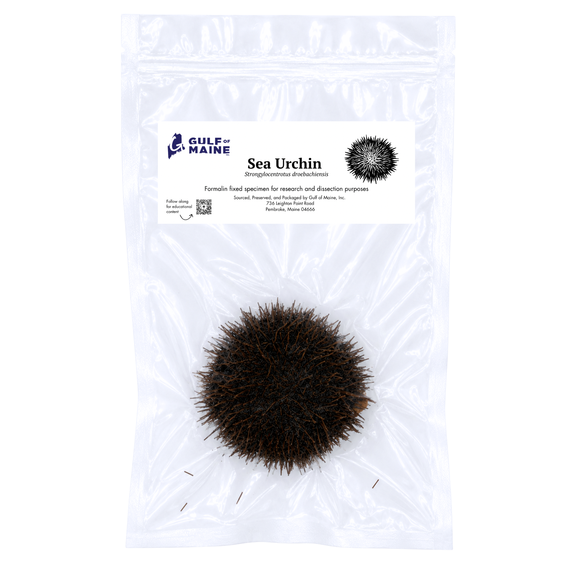 Preserved Sea Urchin (Strongylocentrotus droebachiensis) – Marine Invertebrate Specimen