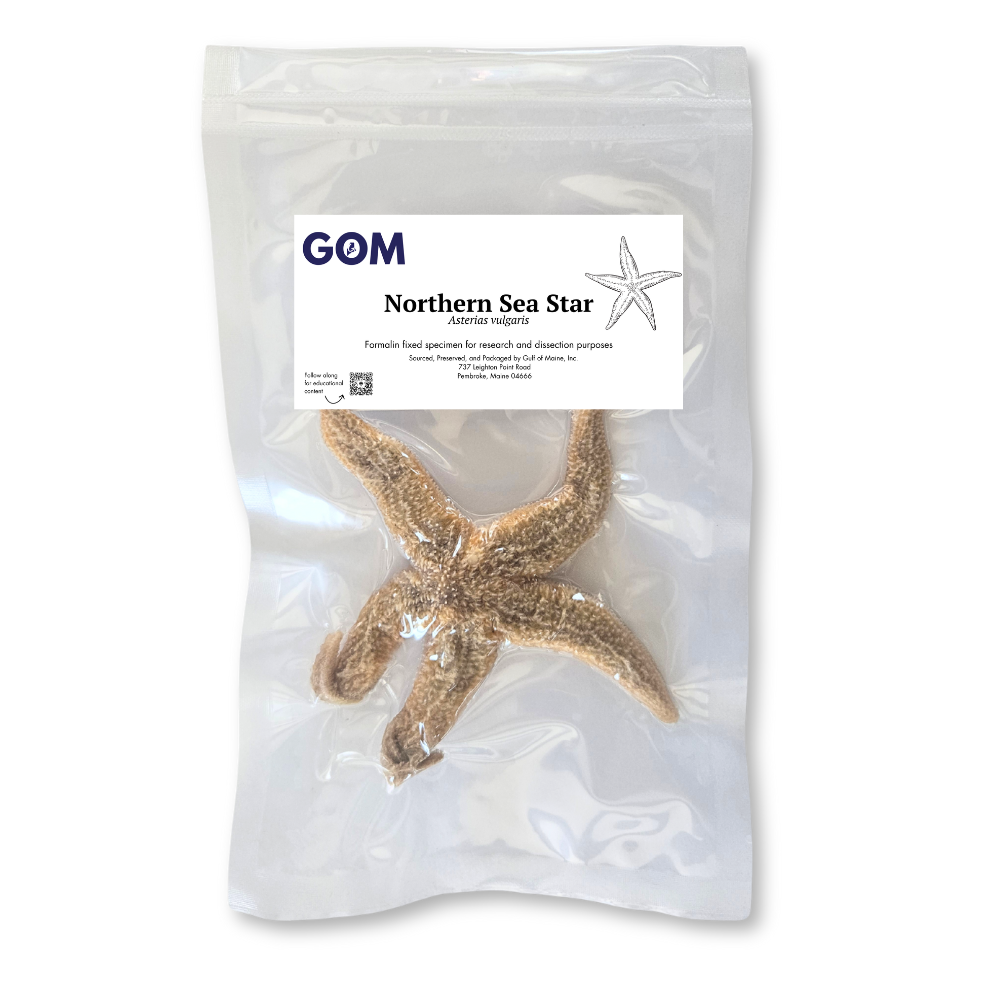 preserved northern sea star
