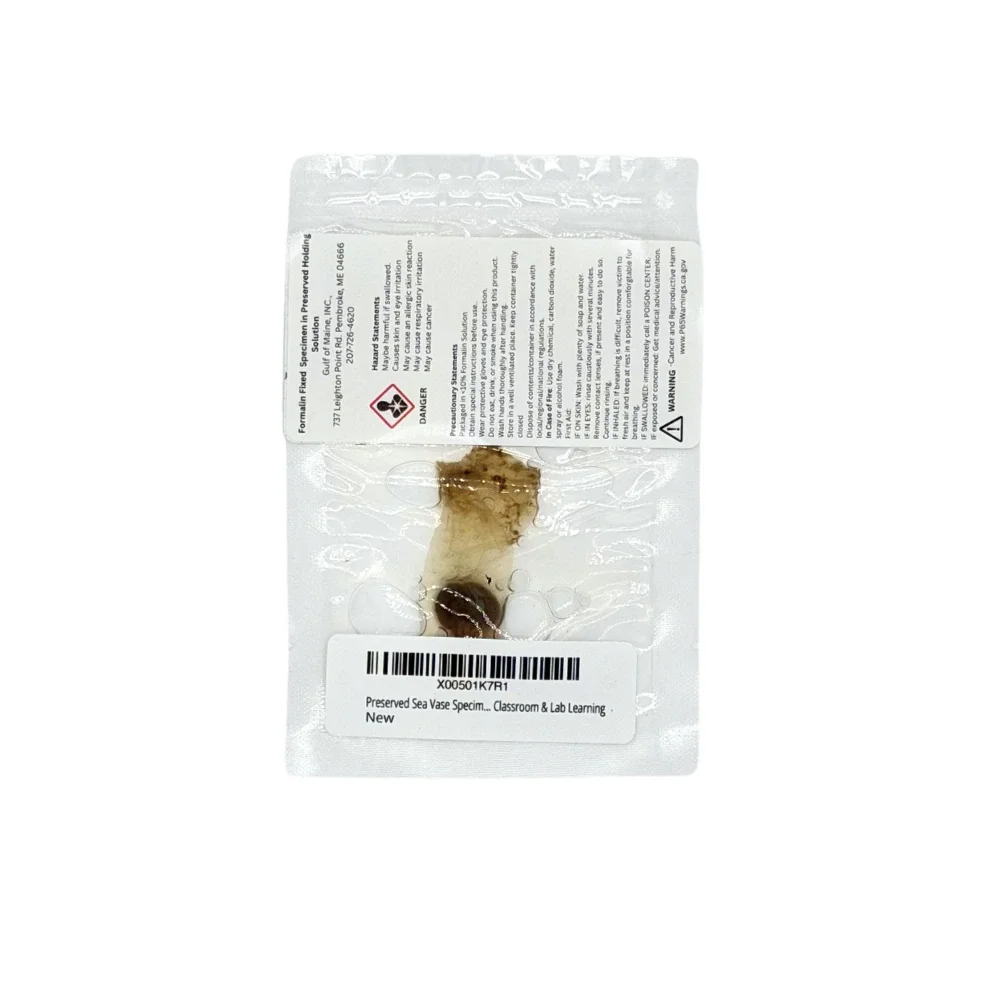 preserved sea vase in a vac-sealed bag ready for study and dissection
