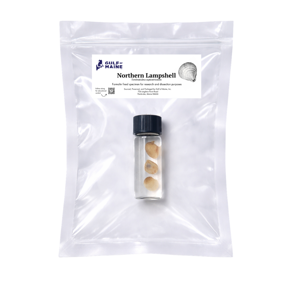 Preserved Northern Lampshell (Terebratulina septentrionalis) – Marine Brachiopod Specimen