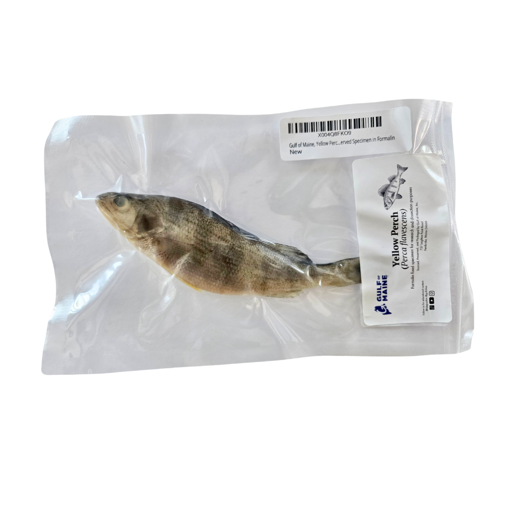 Preserved yellow perch (Perca flavescens) freshwater fish specimen for dissection