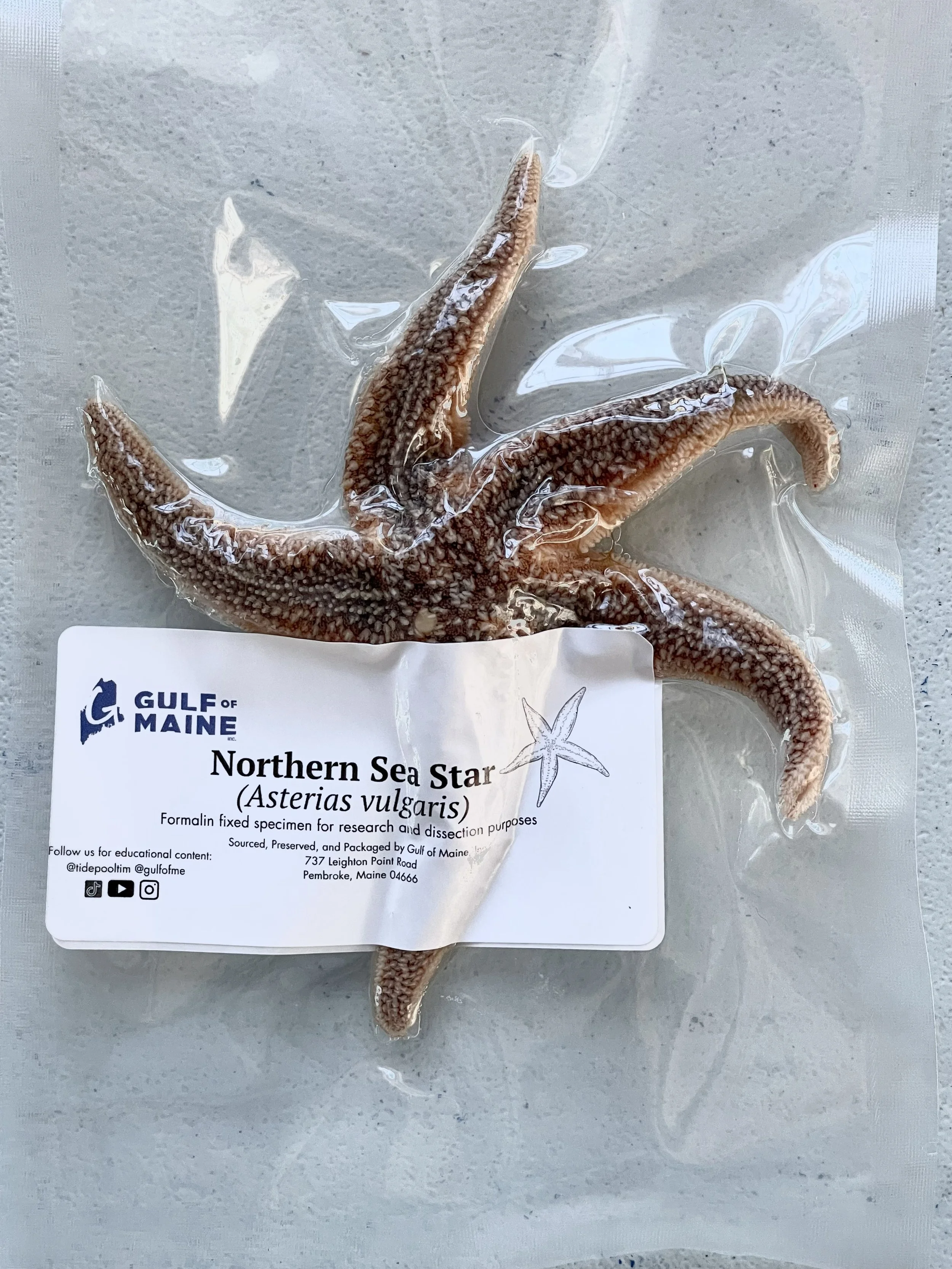 preserved northern sea star vacuum sealed for dissection