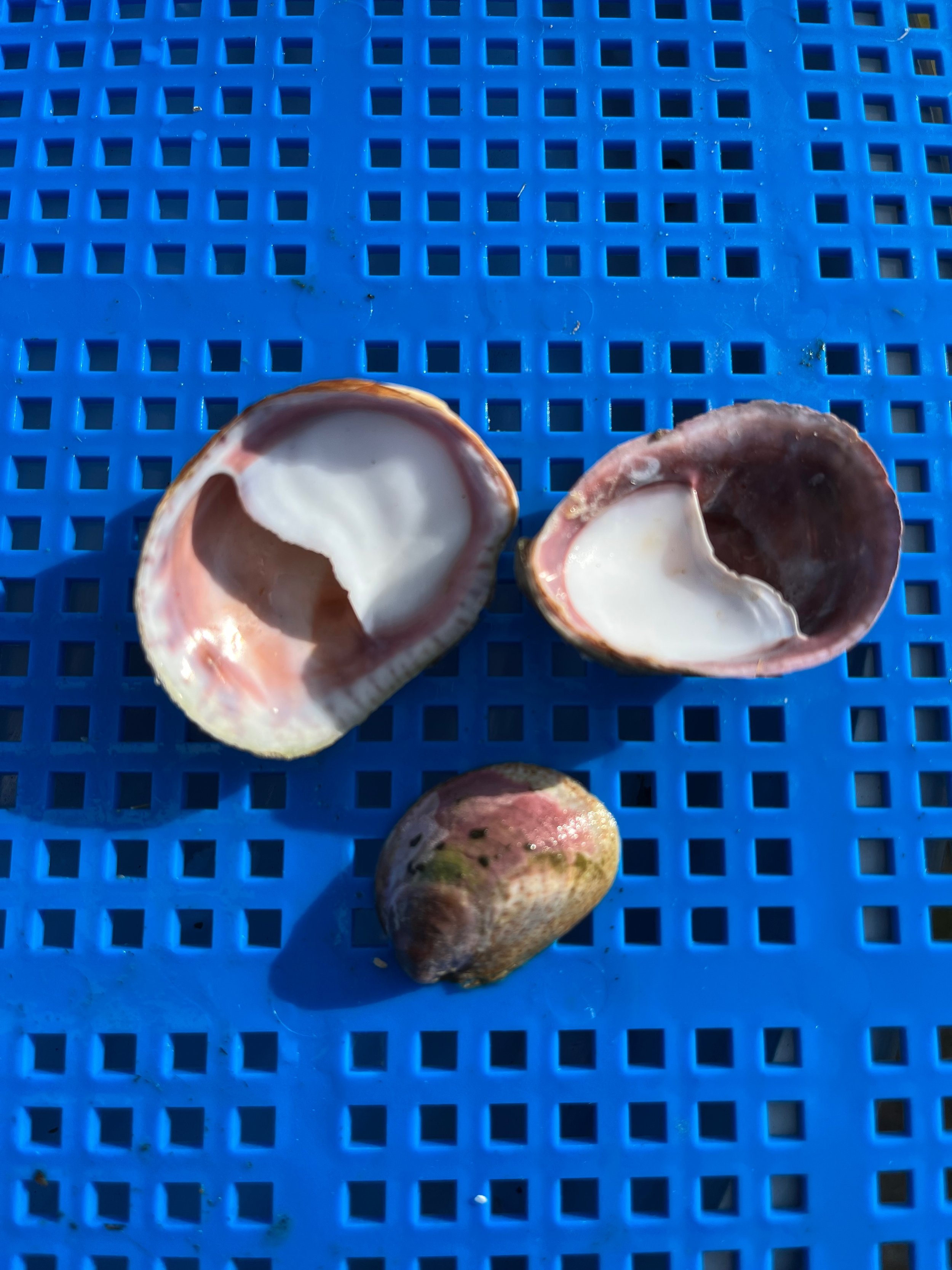 Limpet Shell.jpg