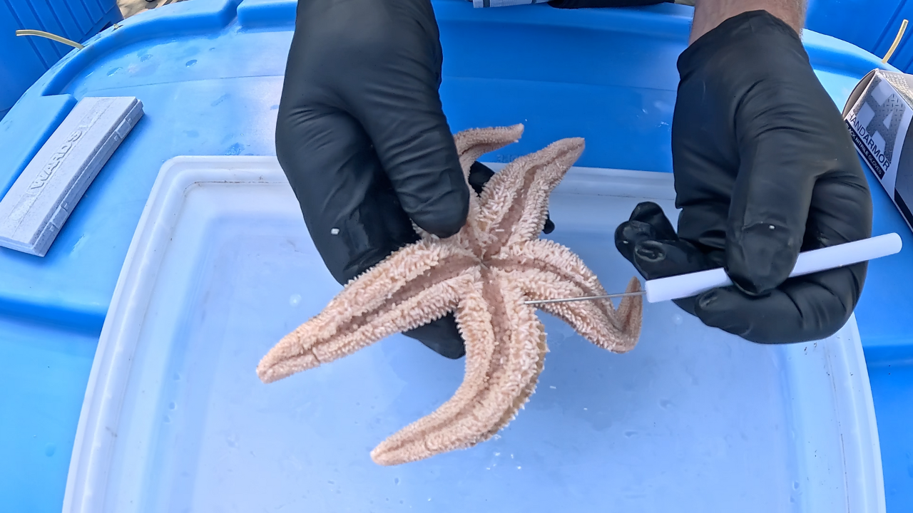 Underside of a Northern sea star showing tube feet and ambulacral groove during dissection