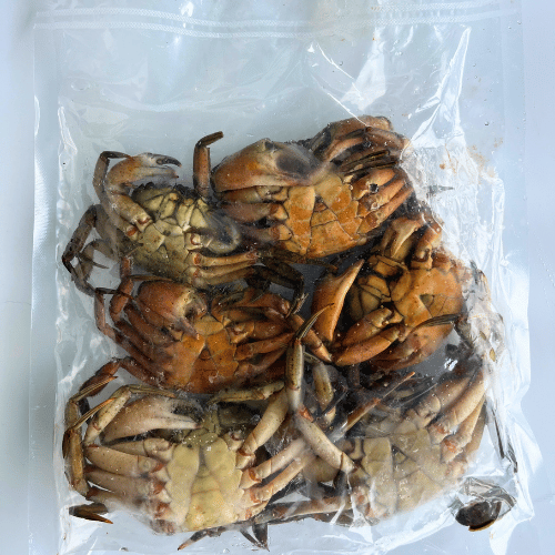 Frozen Green Crab Bait (6 Whole Crabs)