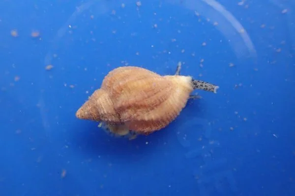 Various univalve molluscs from Gulf of Maine