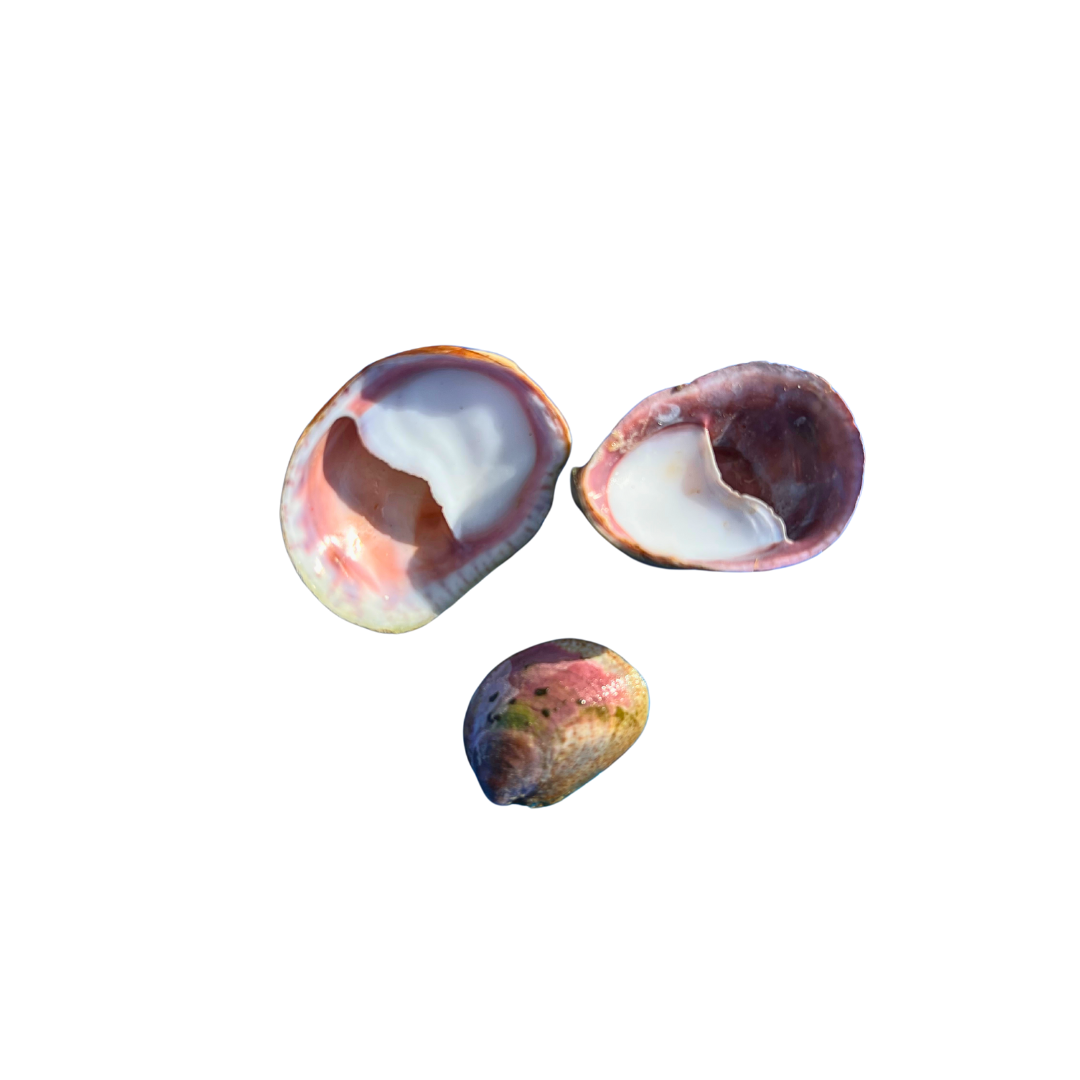 Slipper Limpet Shells