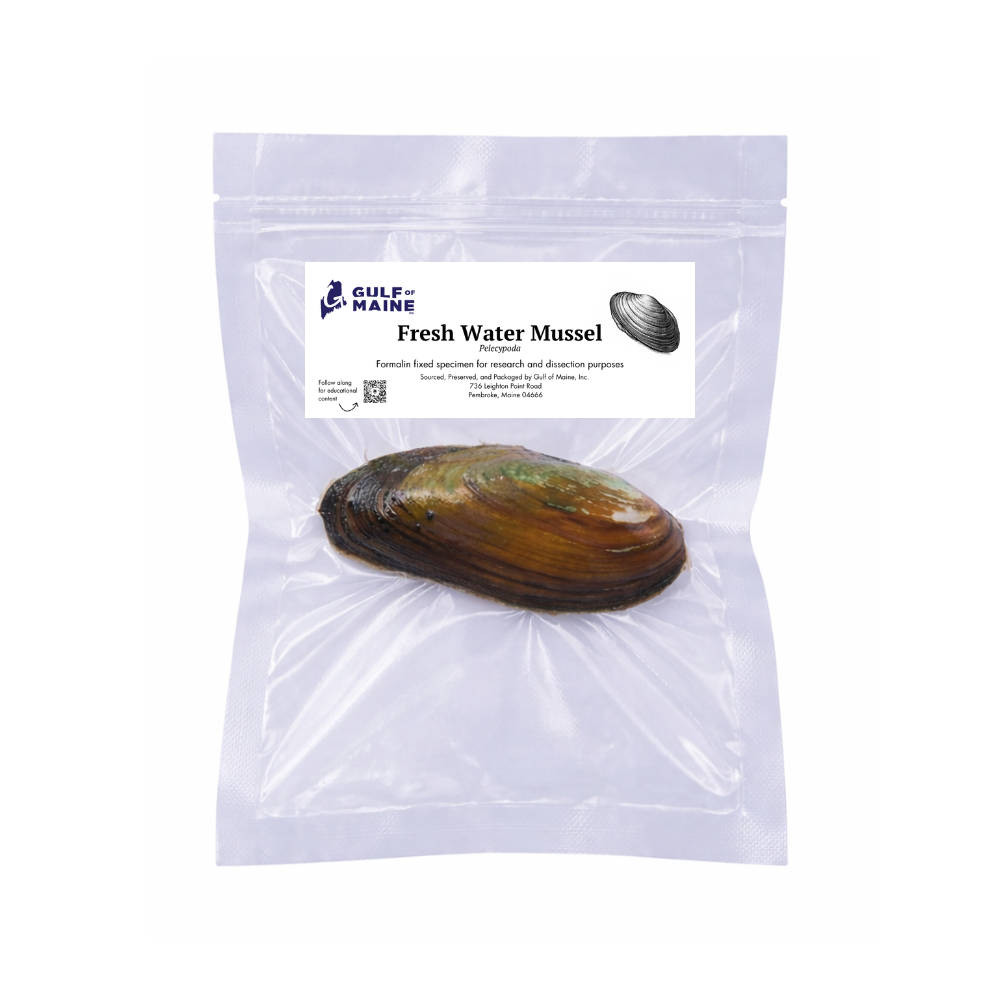 Preserved Freshwater Mussel – Marine Specimen