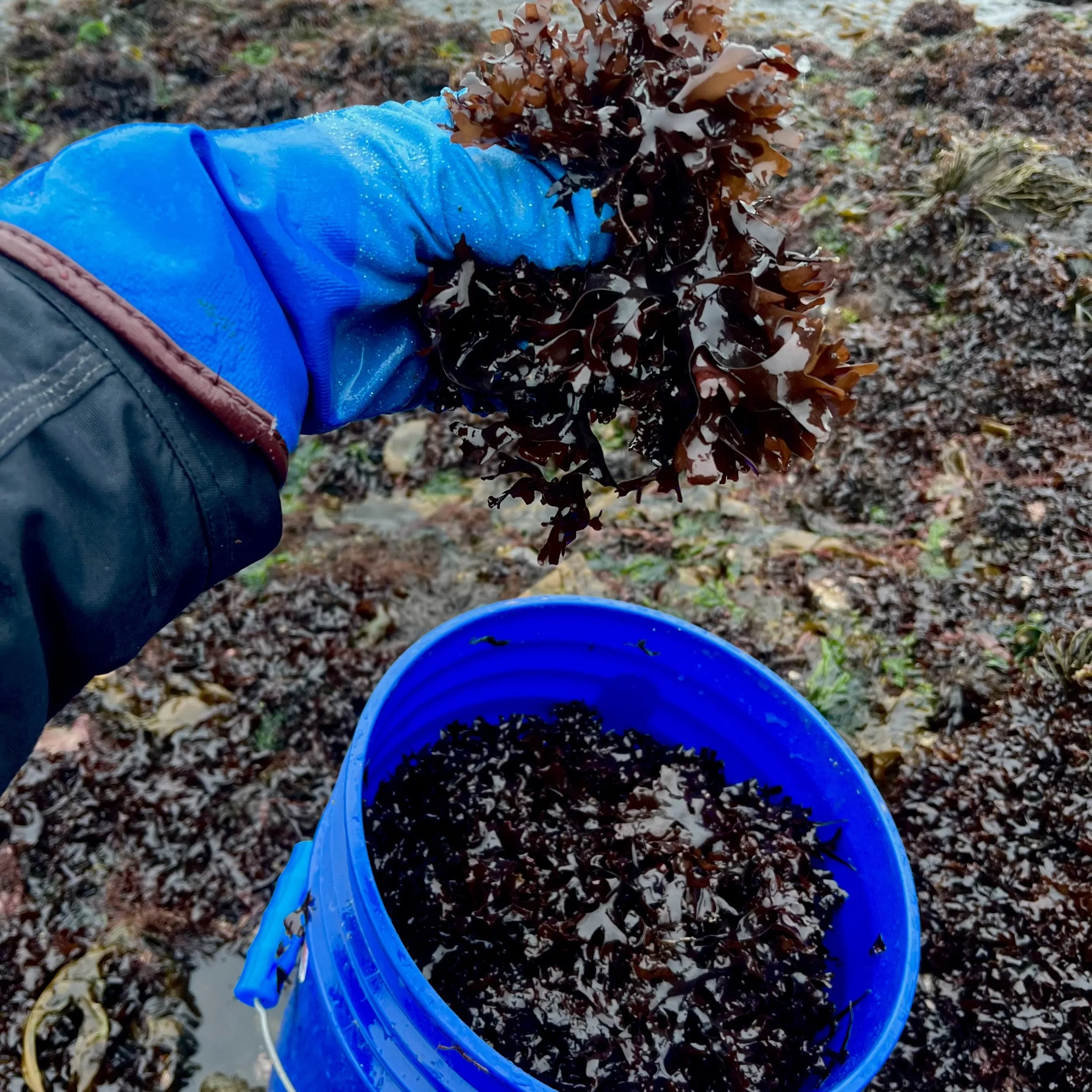Wild harvested Irish moss (Chondrus crispus) from the Gulf of Maine in a bucket and being held in a hand
