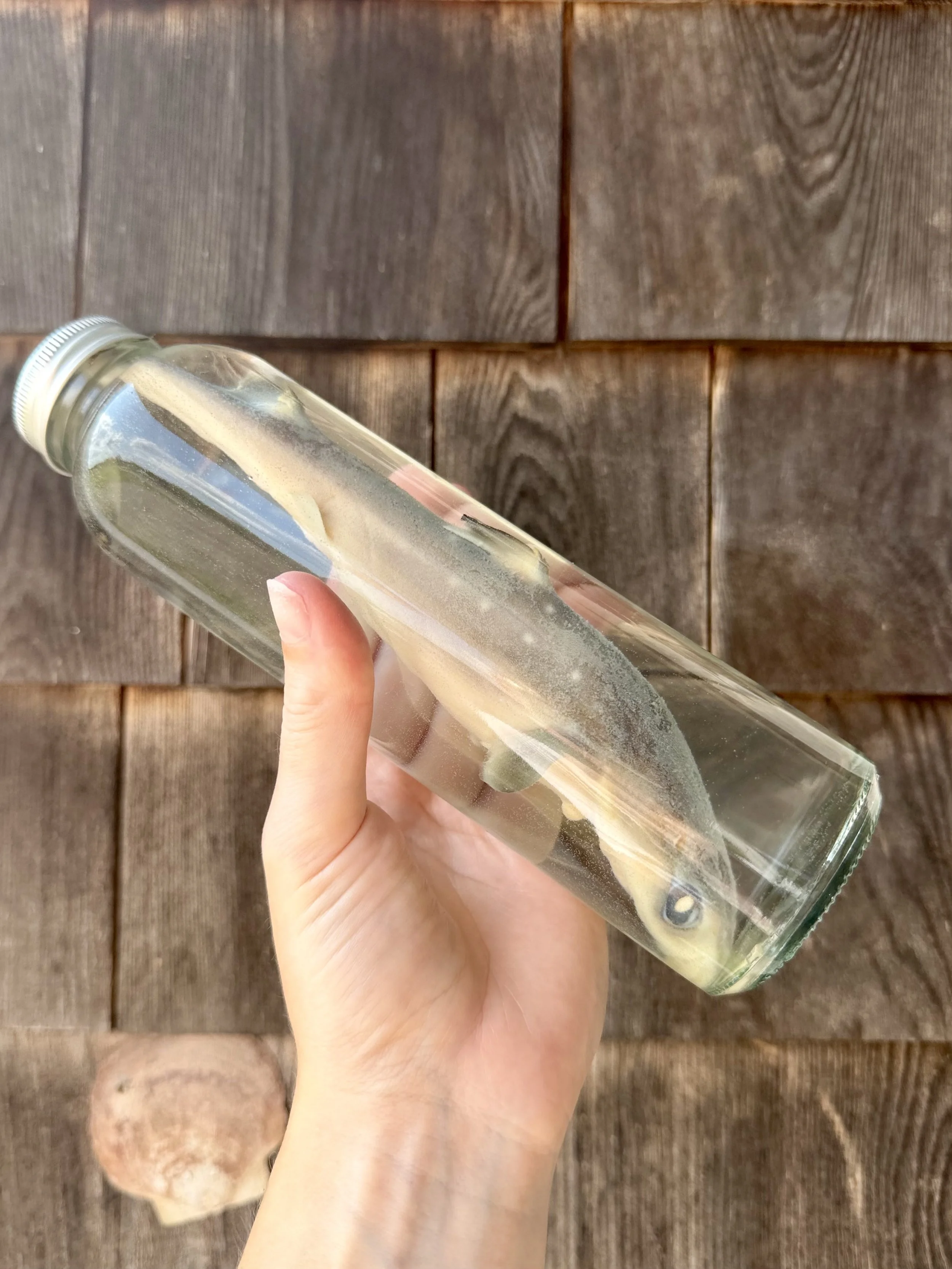 Preserved spiny dogfish shark in a glass specimen jar for classroom biology study.