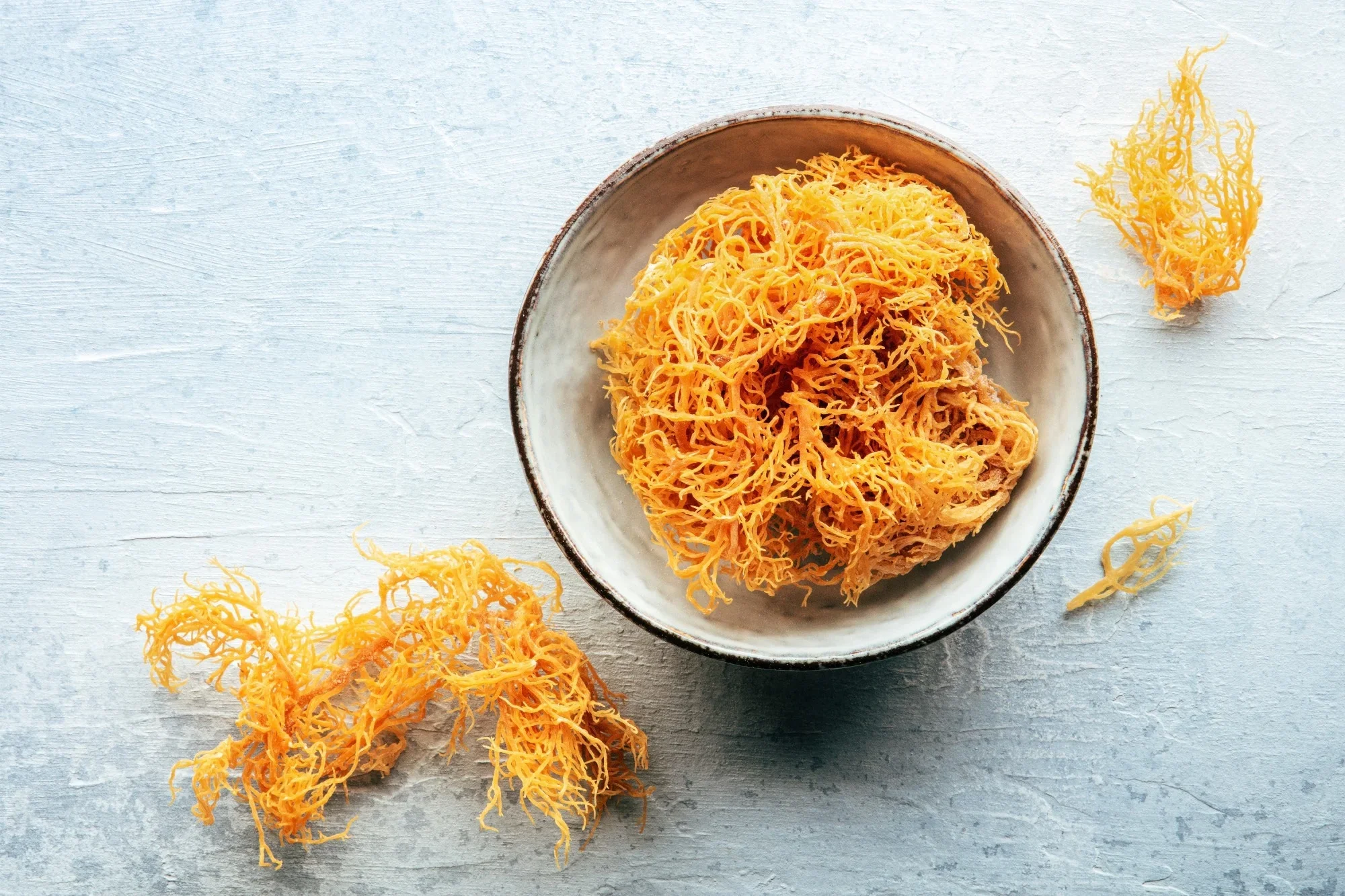 Tropical gold sea moss species commonly sold online, including Gracilaria and Eucheuma