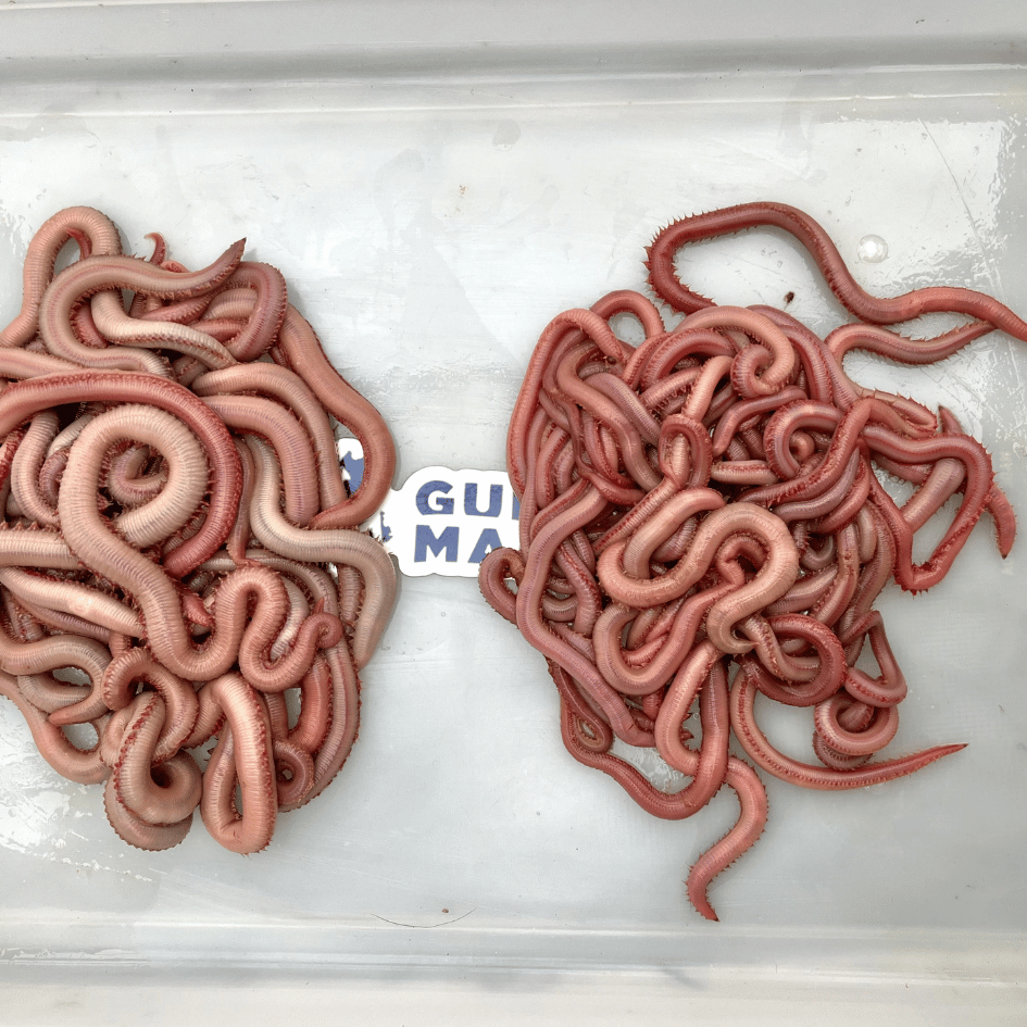 two piles of jumbo bloodworms in shallow white tub