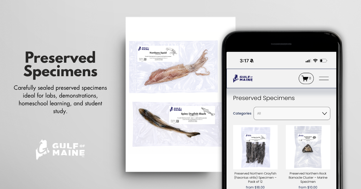 Gulf of Maine preserved biology specimens for classroom and laboratory study, including squid and spiny dogfish shark specimens.