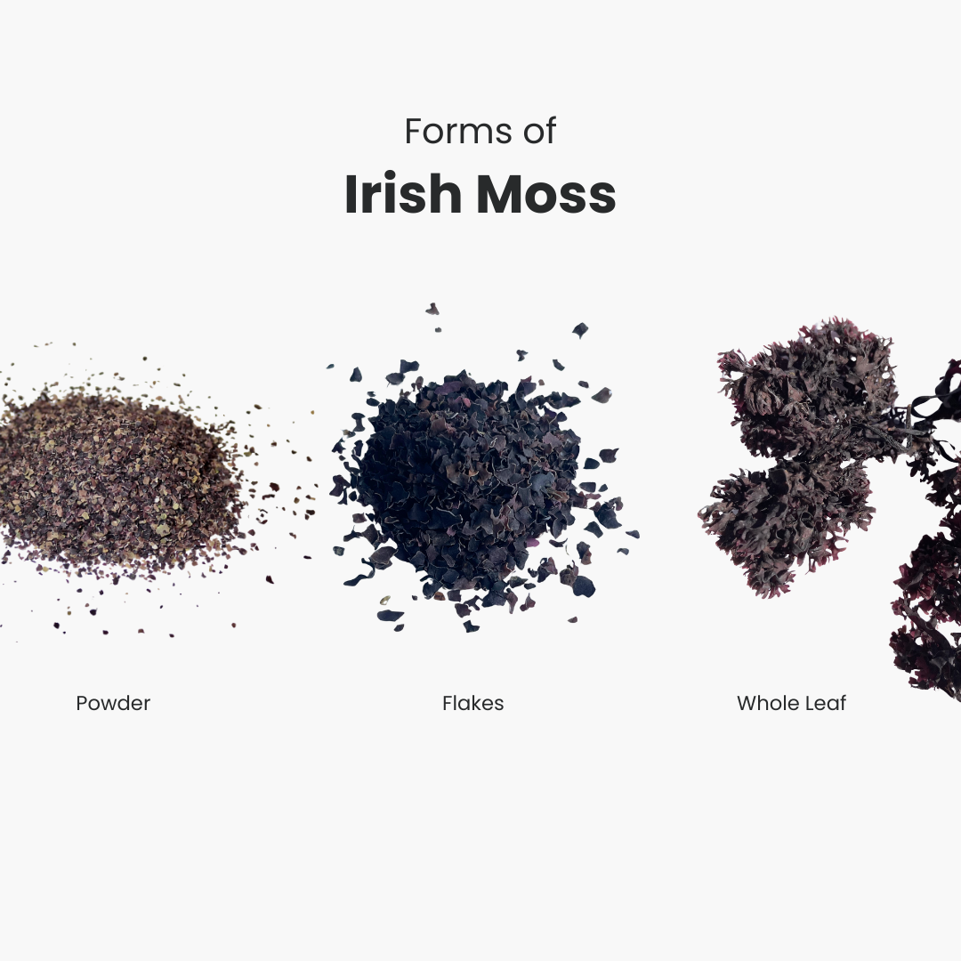 forms of irish moss