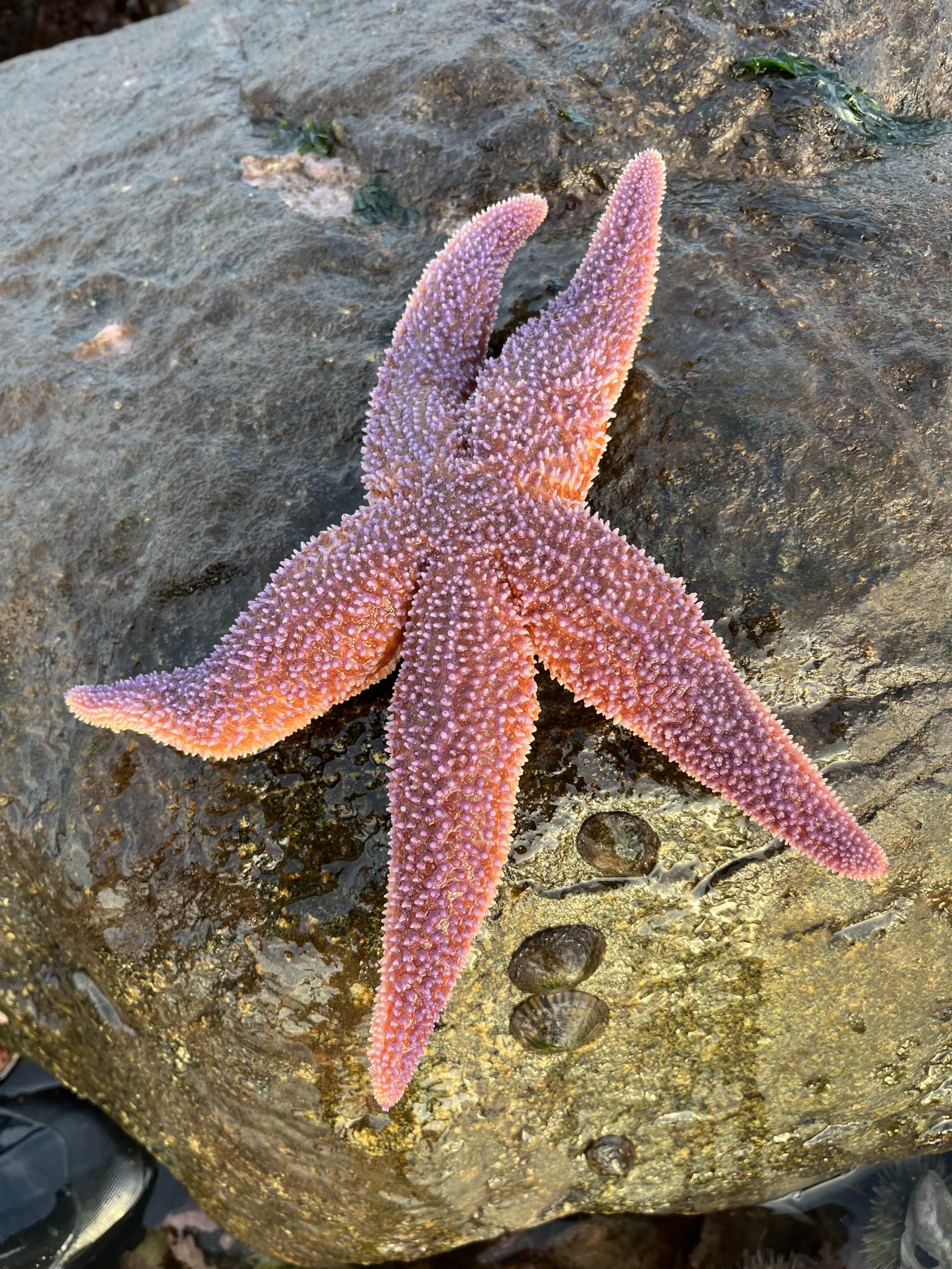 real northern sea star asterias vulgaris on the beach showing a vivid pink and red color