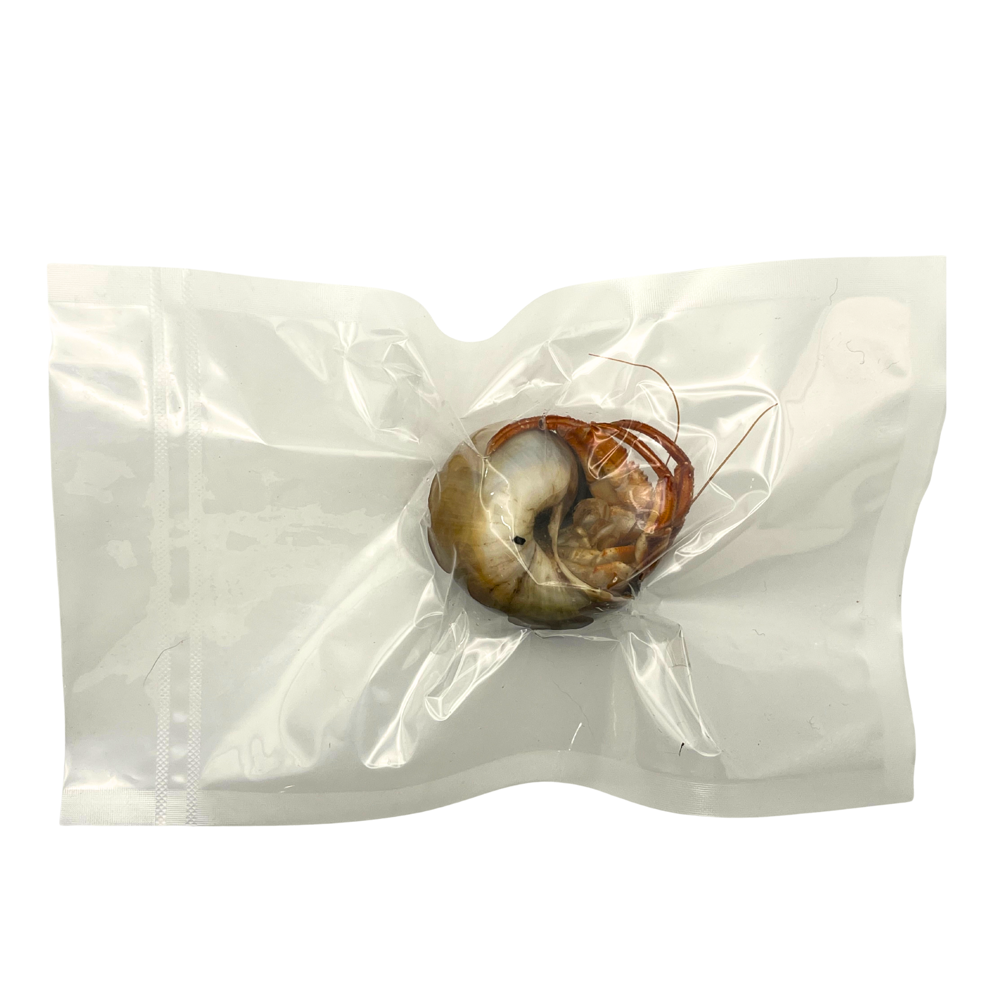 Preserved Acadian Hermit Crab (Pagurus acadianus) – Marine Invertebrate Specimen