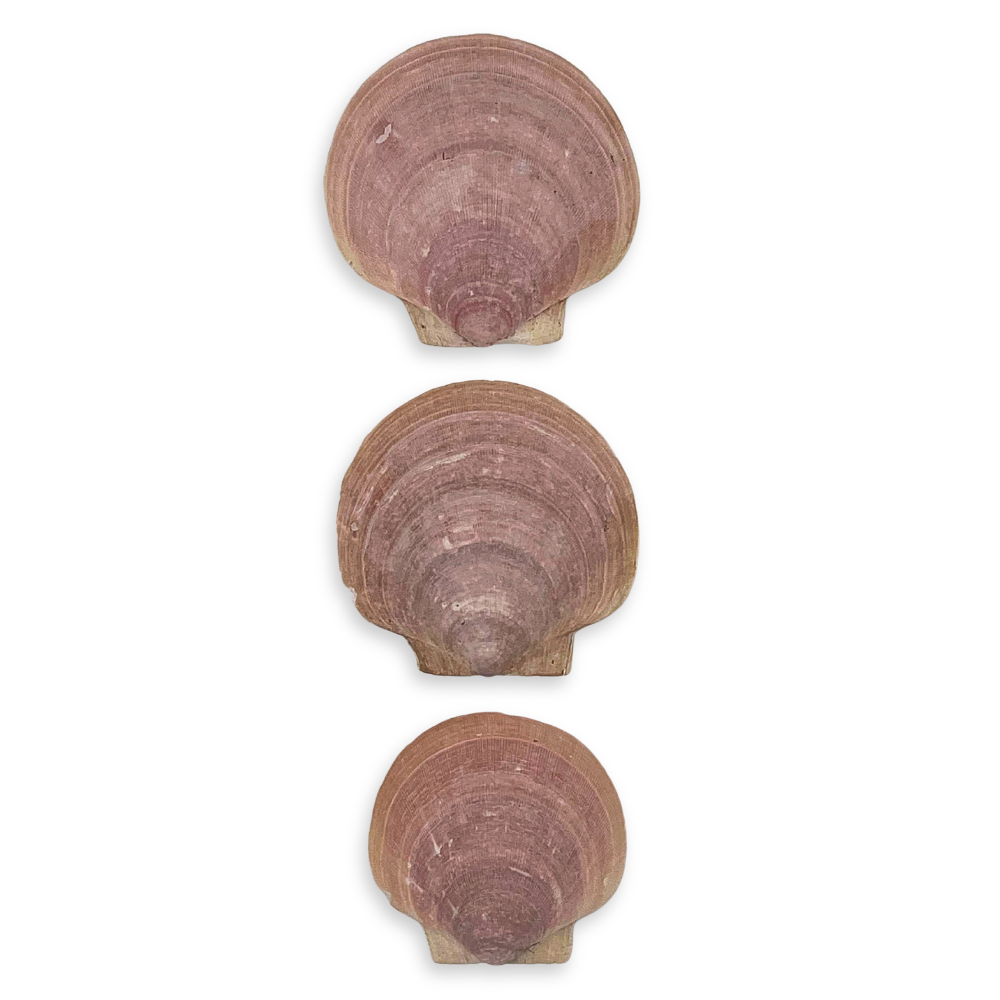 Maine Sea Scallop Shells