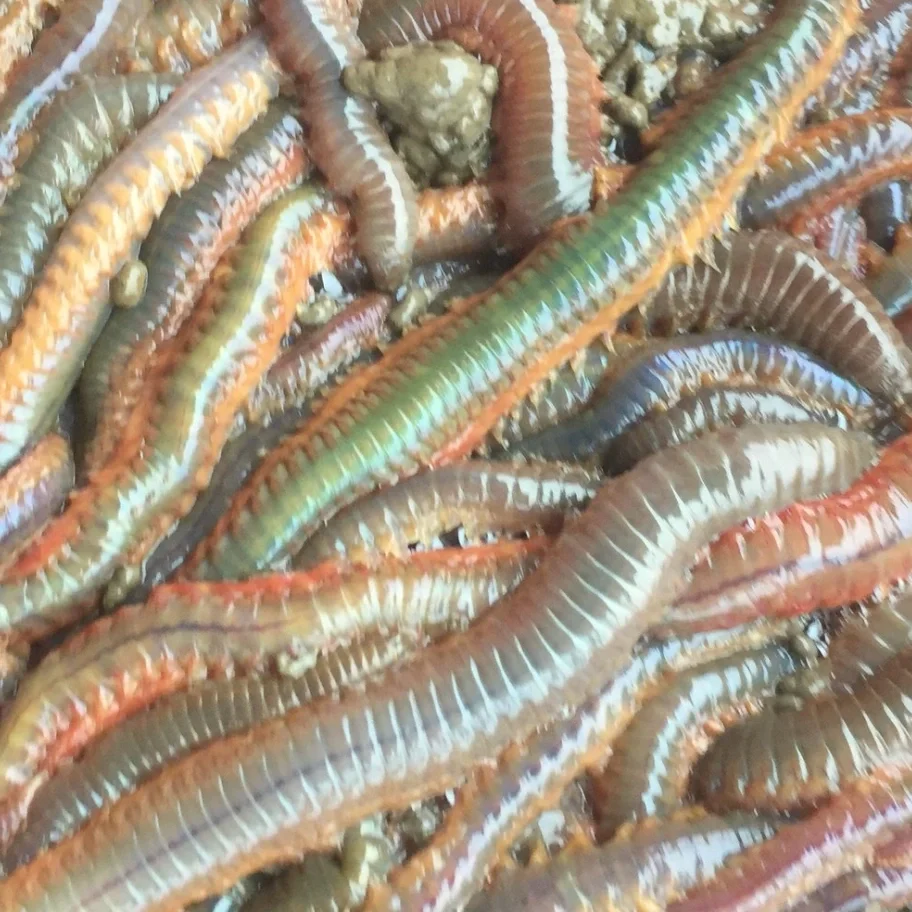 Fresh+sandworms+for+striped+bass.webp
