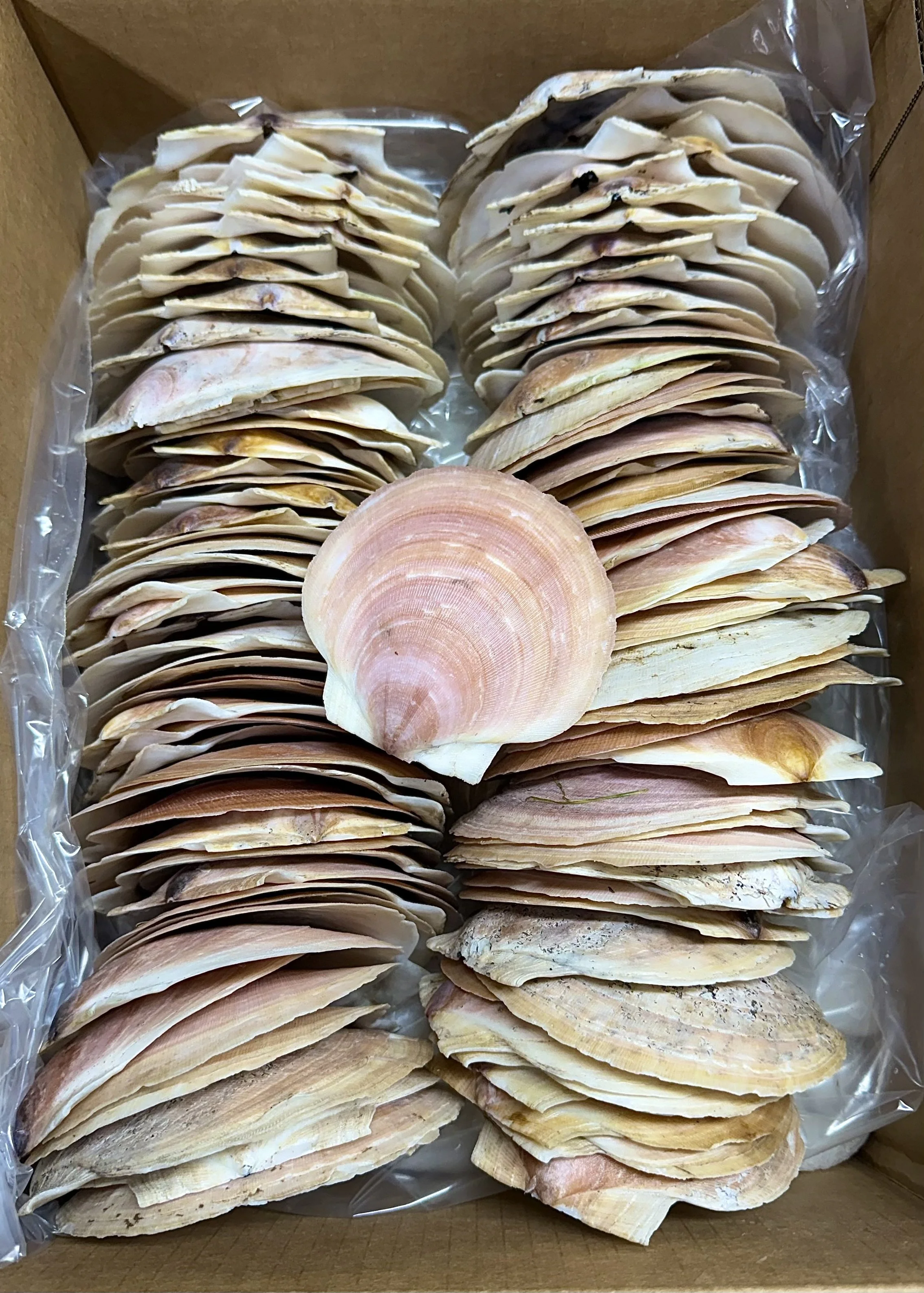 Bulk quantity of Maine sea scallop top shells available for wholesale crafts, decor, and displays